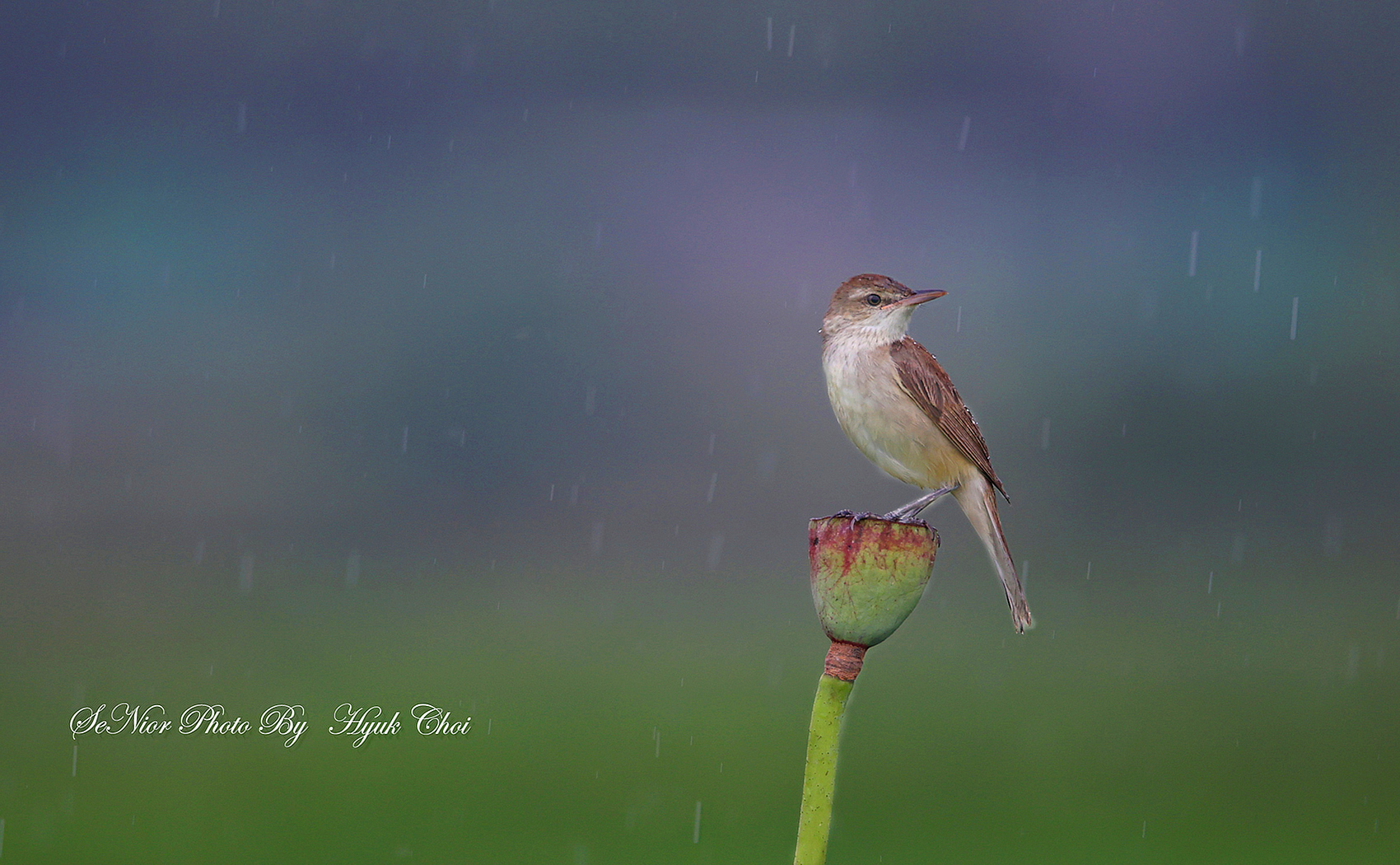 PHOTO BY  | Canon EOS R6 | 2024:06:29 15:51:24 | ISO-1000 | 1/400 sec | f 6.3 | 600 mm | EV=0 | ● WIDTH:1700 pixels  HEIGHT:1050 pixels