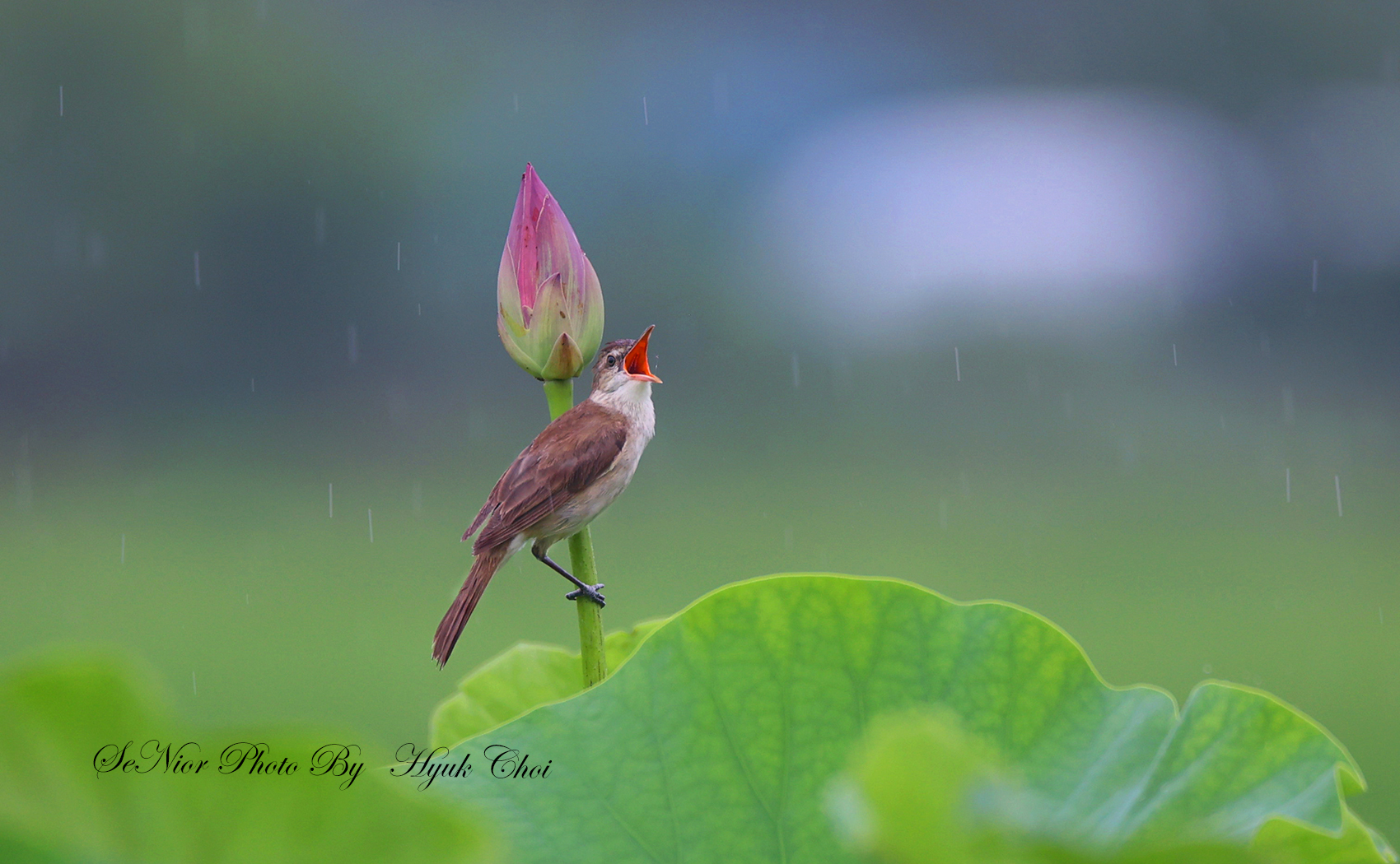 PHOTO BY  | Canon EOS R6 | 2024:06:29 16:12:47 | ISO-1000 | 1/320 sec | f 6.3 | 600 mm | EV=0 | ● WIDTH:1700 pixels  HEIGHT:1050 pixels