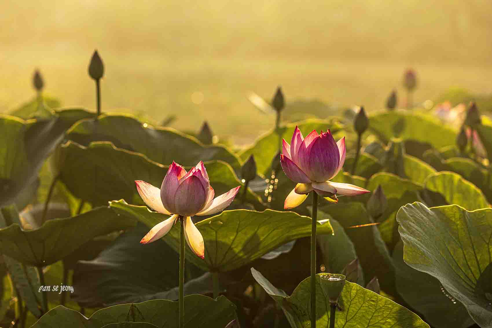 PHOTO BY jps | Canon EOS R6 | 2024:06:28 06:01:47 | ISO-200 | 1/640 sec | f 6.3 | 204 mm | EV=-0.7 | ● WIDTH:1700 pixels  HEIGHT:1133 pixels