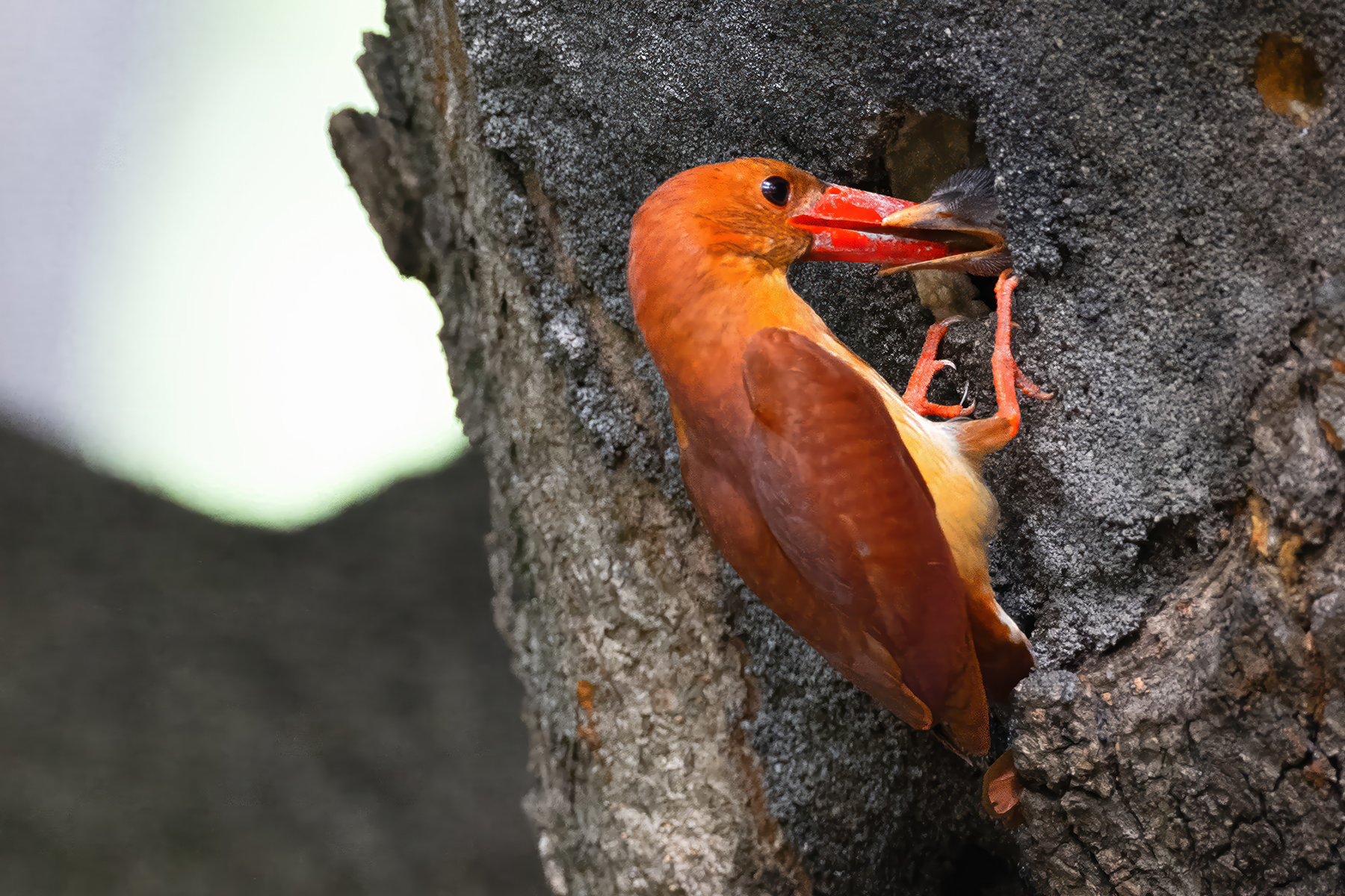 PHOTO BY  | Canon EOS R3 | 2024:07:01 15:52:19 | ISO-4000 | 1/640 sec | f 4 | 600 mm | EV=0.3 | ● WIDTH:1800 pixels  HEIGHT:1200 pixels