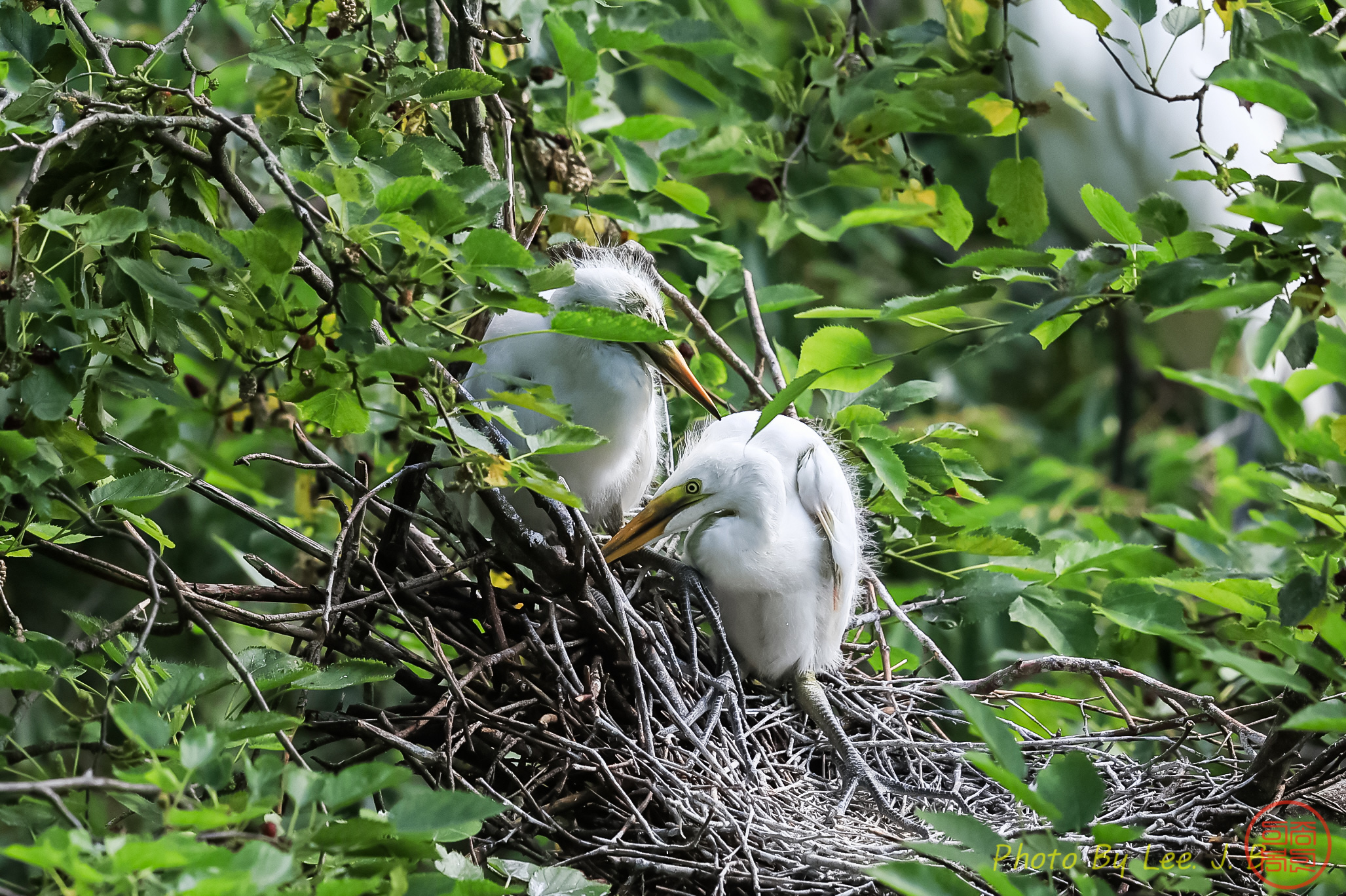 PHOTO BY  | Canon EOS R3 | 2024:06:16 08:52:40 | ISO-800 | 1/2500 sec | f 5.6 | 600 mm | EV=0 | ● WIDTH:2055 pixels  HEIGHT:1368 pixels