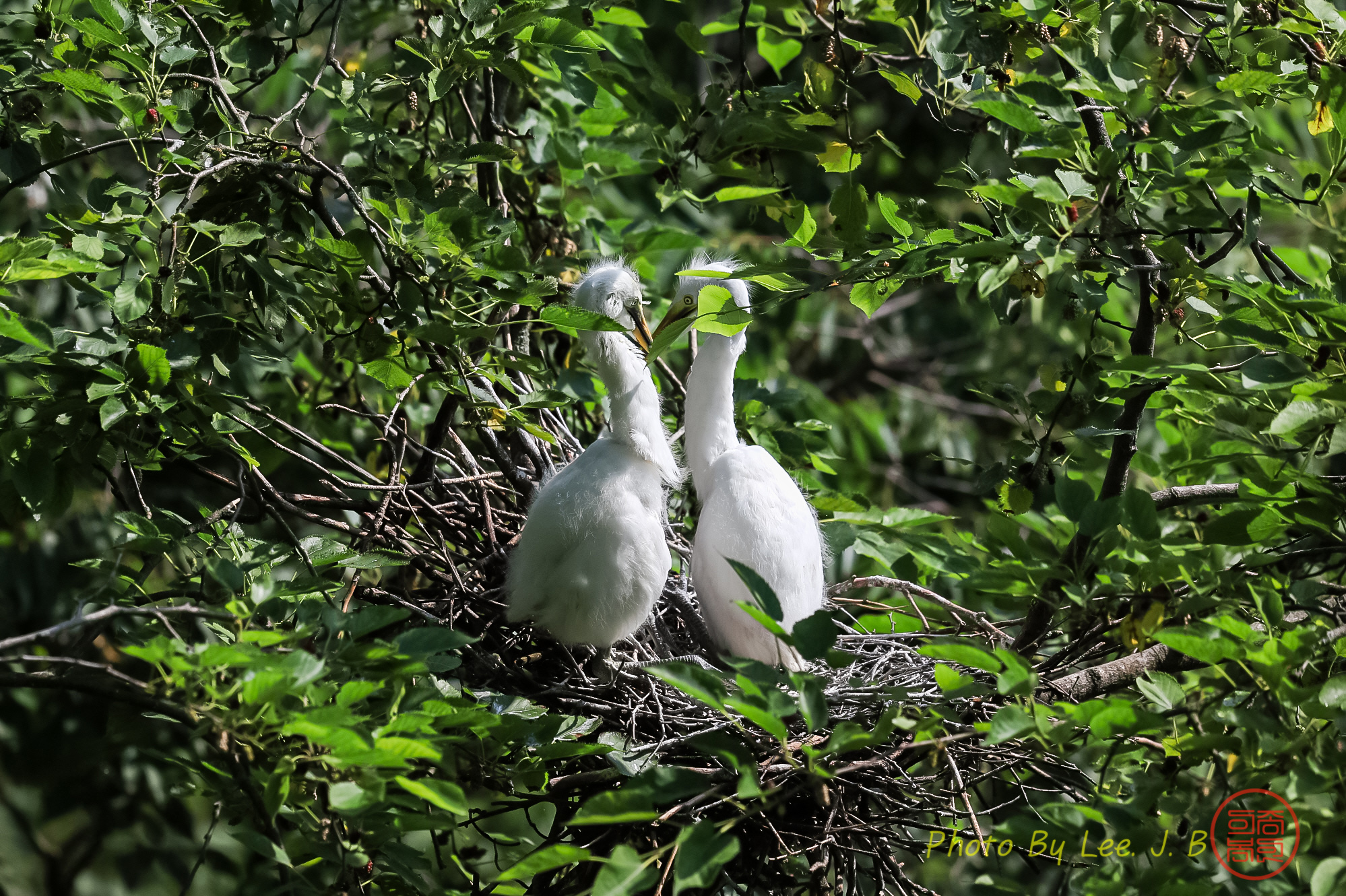 PHOTO BY  | Canon EOS R3 | 2024:06:16 08:58:06 | ISO-200 | 1/2500 sec | f 5.6 | 600 mm | EV=0 | ● WIDTH:1998 pixels  HEIGHT:1330 pixels