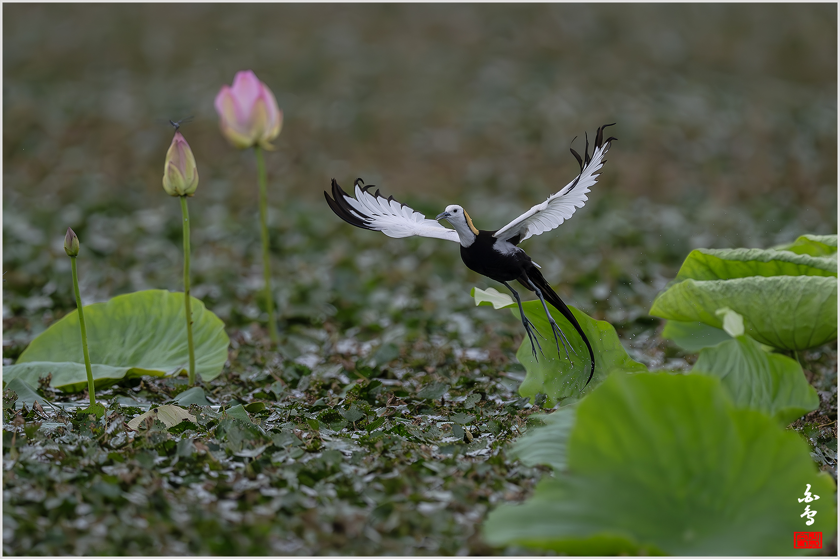 PHOTO BY  | NIKON Z 9 | 2024:06:29 09:19:45 | ISO-1600 | 1/6400 sec | f 5.6 | 840 mm | EV=-1 | ● WIDTH:1700 pixels  HEIGHT:1132 pixels