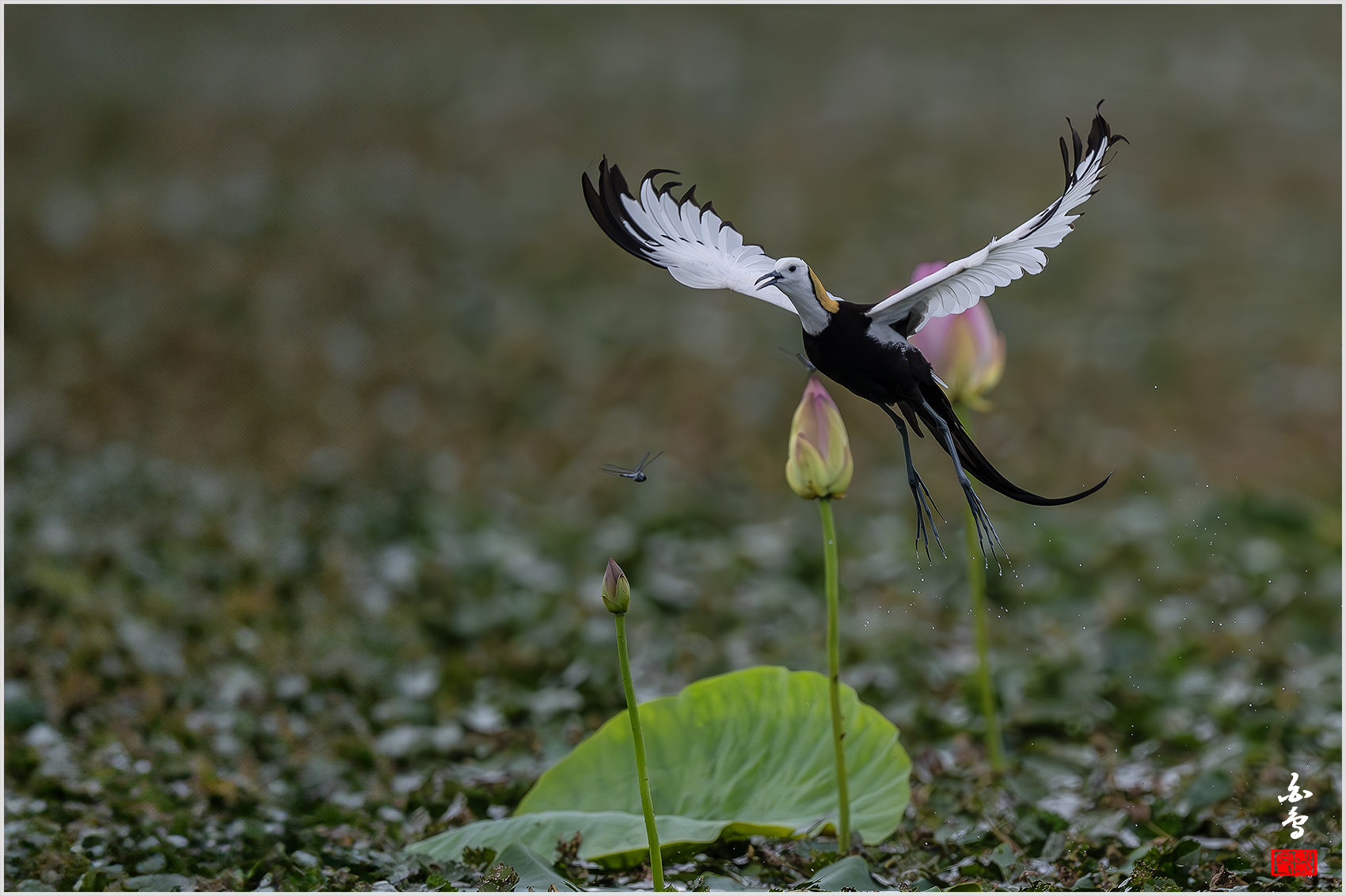 PHOTO BY  | NIKON Z 9 | 2024:06:29 09:19:45 | ISO-1600 | 1/8000 sec | f 5.6 | 840 mm | EV=-1 | ● WIDTH:1700 pixels  HEIGHT:1132 pixels