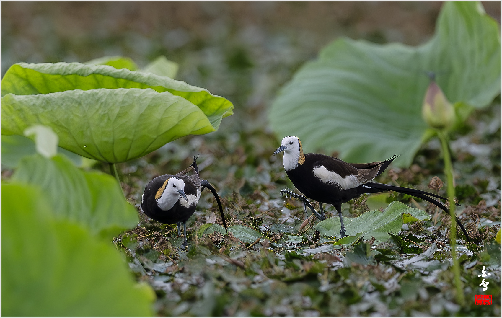 PHOTO BY  | NIKON Z 9 | 2024:06:29 09:19:13 | ISO-1600 | 1/8000 sec | f 5.6 | 840 mm | EV=-1 | ● WIDTH:1700 pixels  HEIGHT:1077 pixels