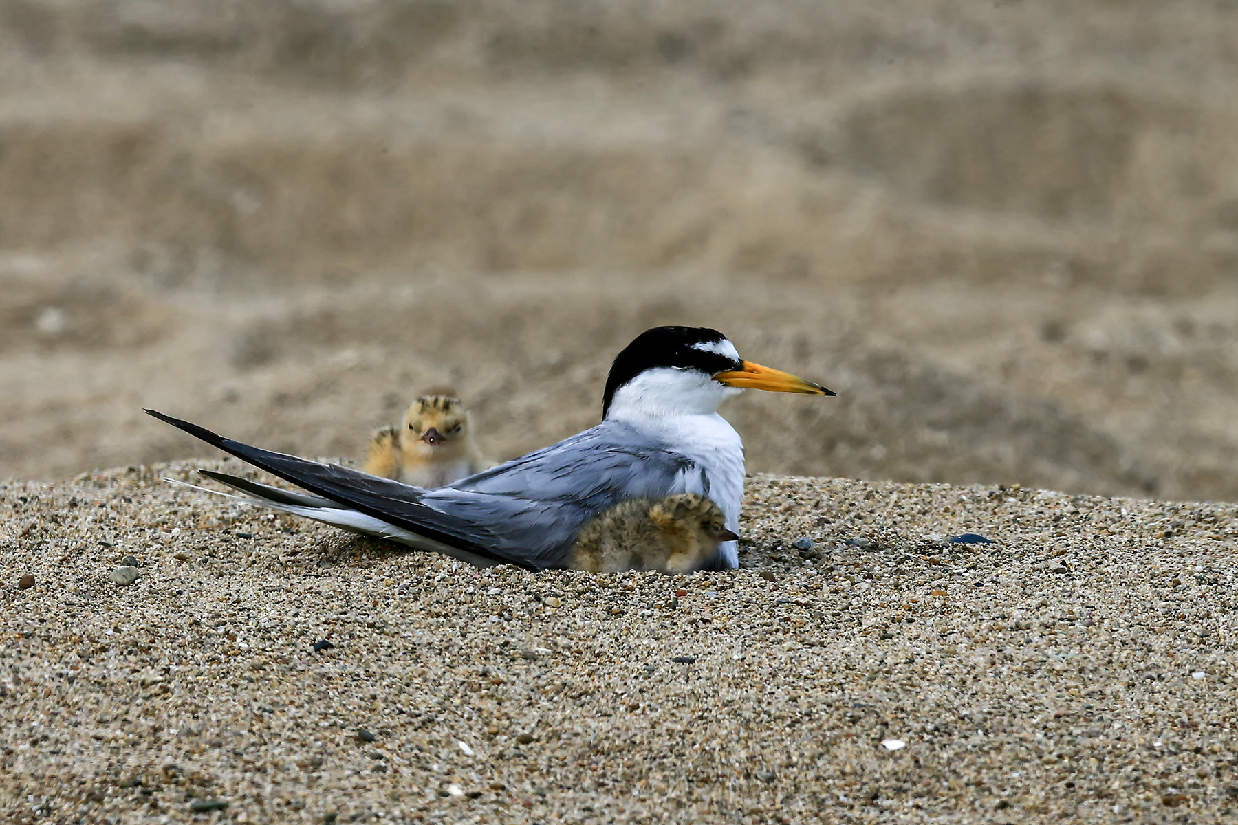 PHOTO BY ChoiJunqSeop | Canon EOS-1D X Mark II | 2024:06:27 16:10:30 | ISO-100 | 1/100 sec | f 7.1 | 300 mm | EV=-0.7 | ● WIDTH:1800 pixels  HEIGHT:1200 pixels