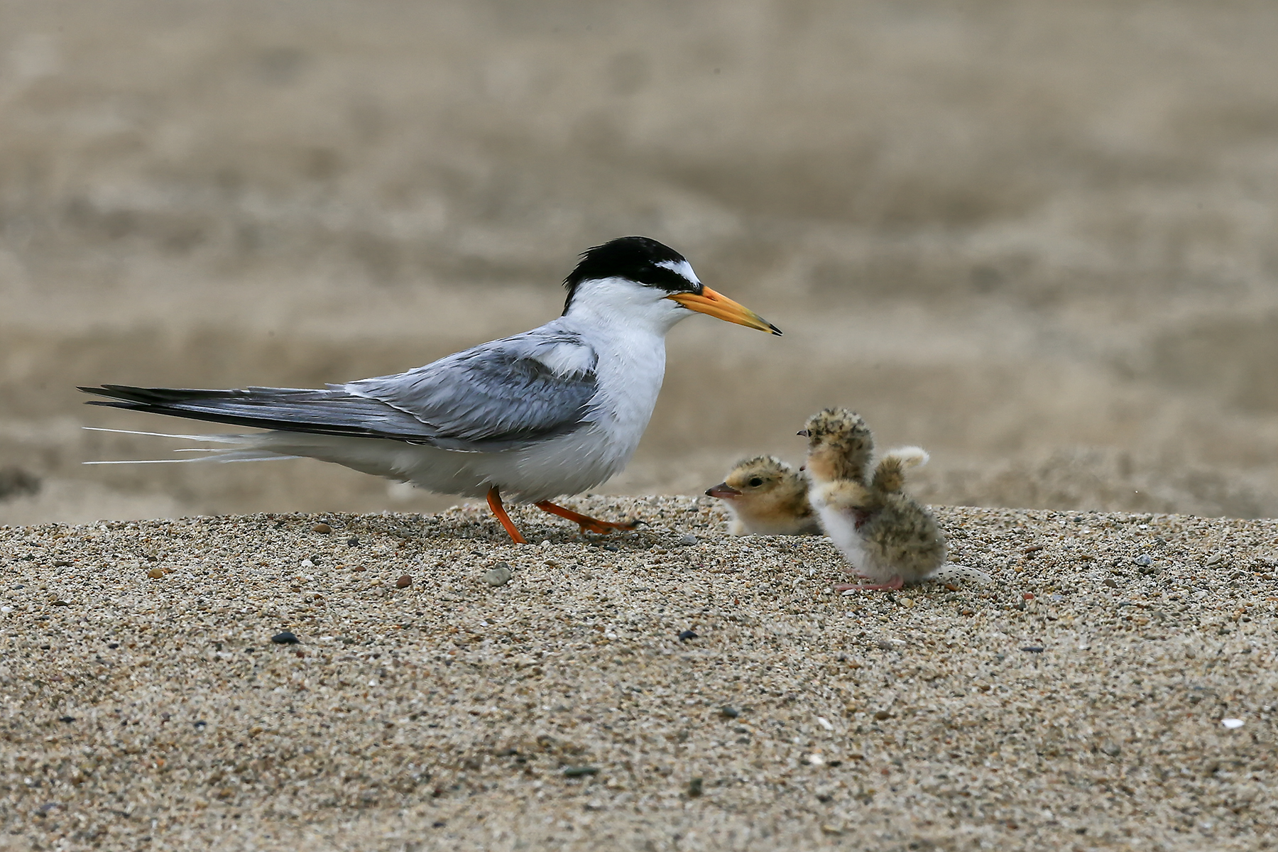 PHOTO BY ChoiJunqSeop | Canon EOS-1D X Mark II | 2024:06:27 16:10:30 | ISO-100 | 1/100 sec | f 7.1 | 300 mm | EV=-0.7 | ● WIDTH:1800 pixels  HEIGHT:1200 pixels