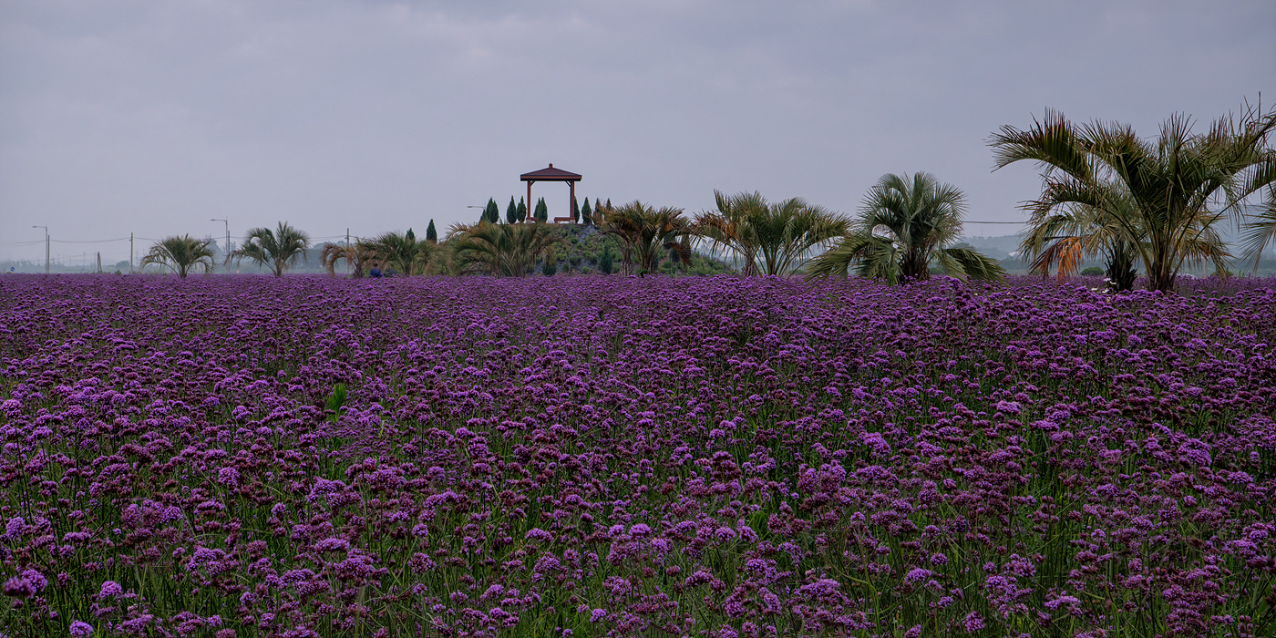   | PHOTO BY : 홀스타인/박무길  |