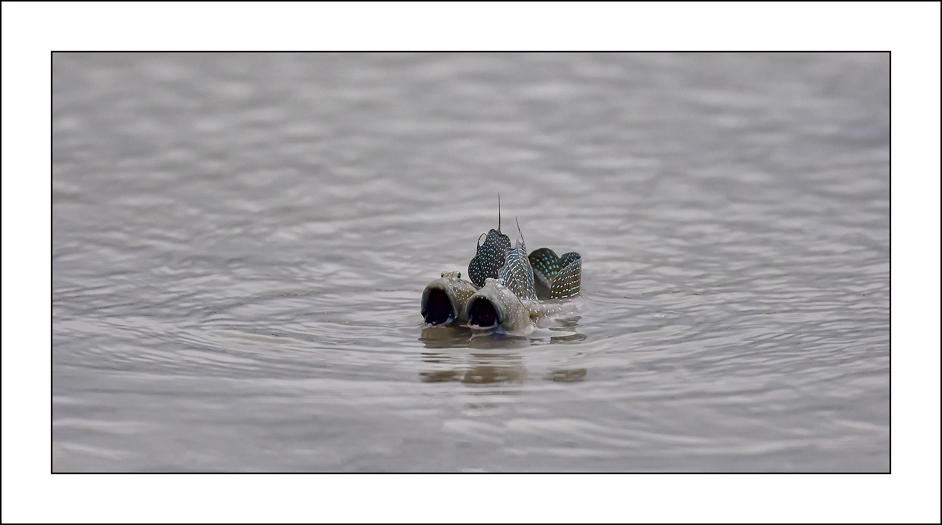 | PHOTO BY : 삿갓/정봉식  |