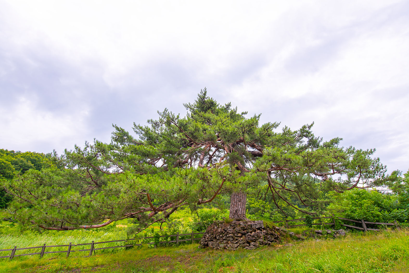 PHOTO BY  | NIKON D850 | 2024:06:29 16:05:07 | ISO-400 | 1/800 sec | f 7.1 | 18 mm | EV=0 | ● WIDTH:1700 pixels  HEIGHT:1133 pixels