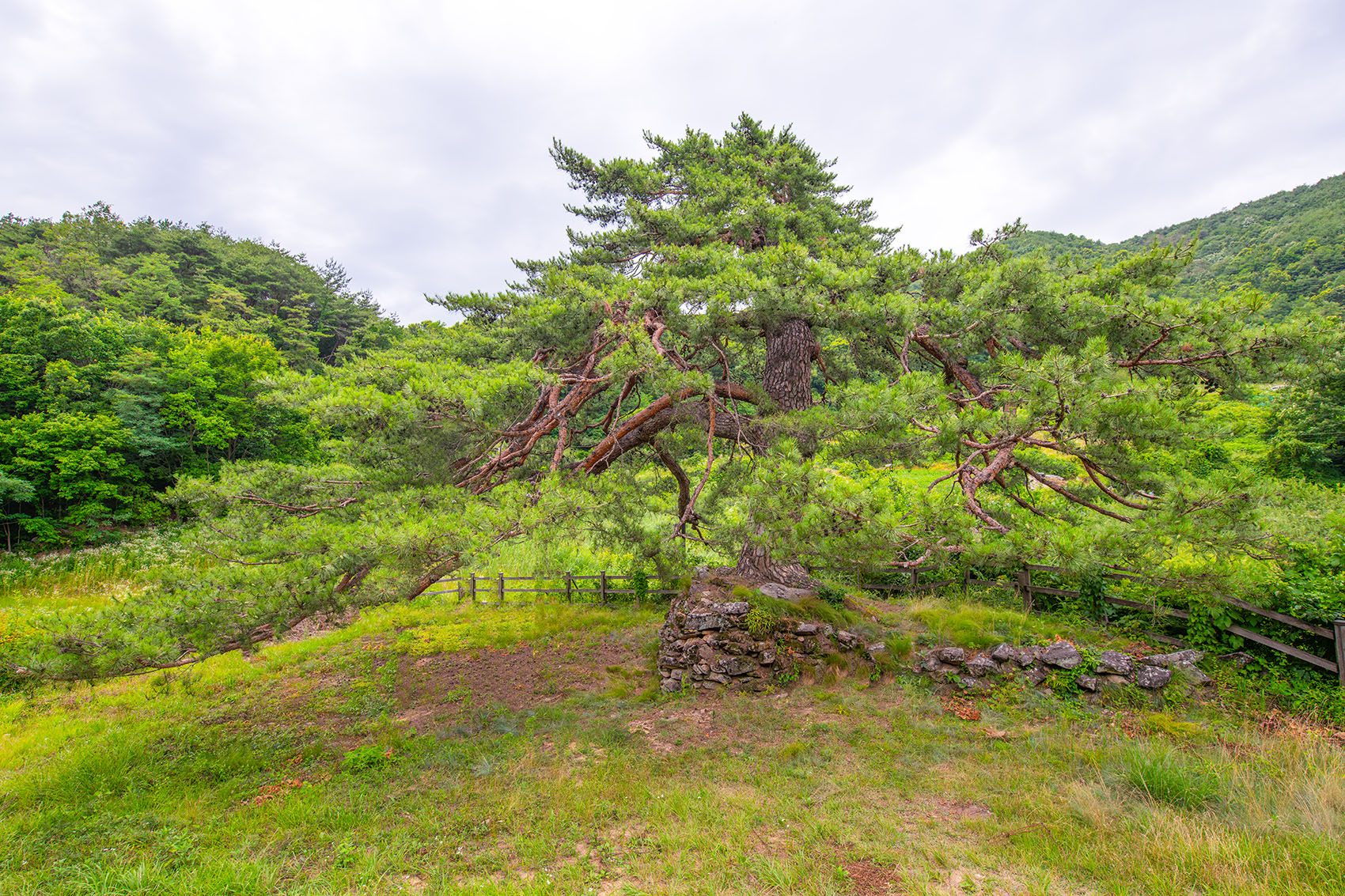 PHOTO BY  | NIKON D850 | 2024:06:29 16:09:05 | ISO-400 | 1/640 sec | f 7.1 | 18 mm | EV=0 | ● WIDTH:1700 pixels  HEIGHT:1133 pixels