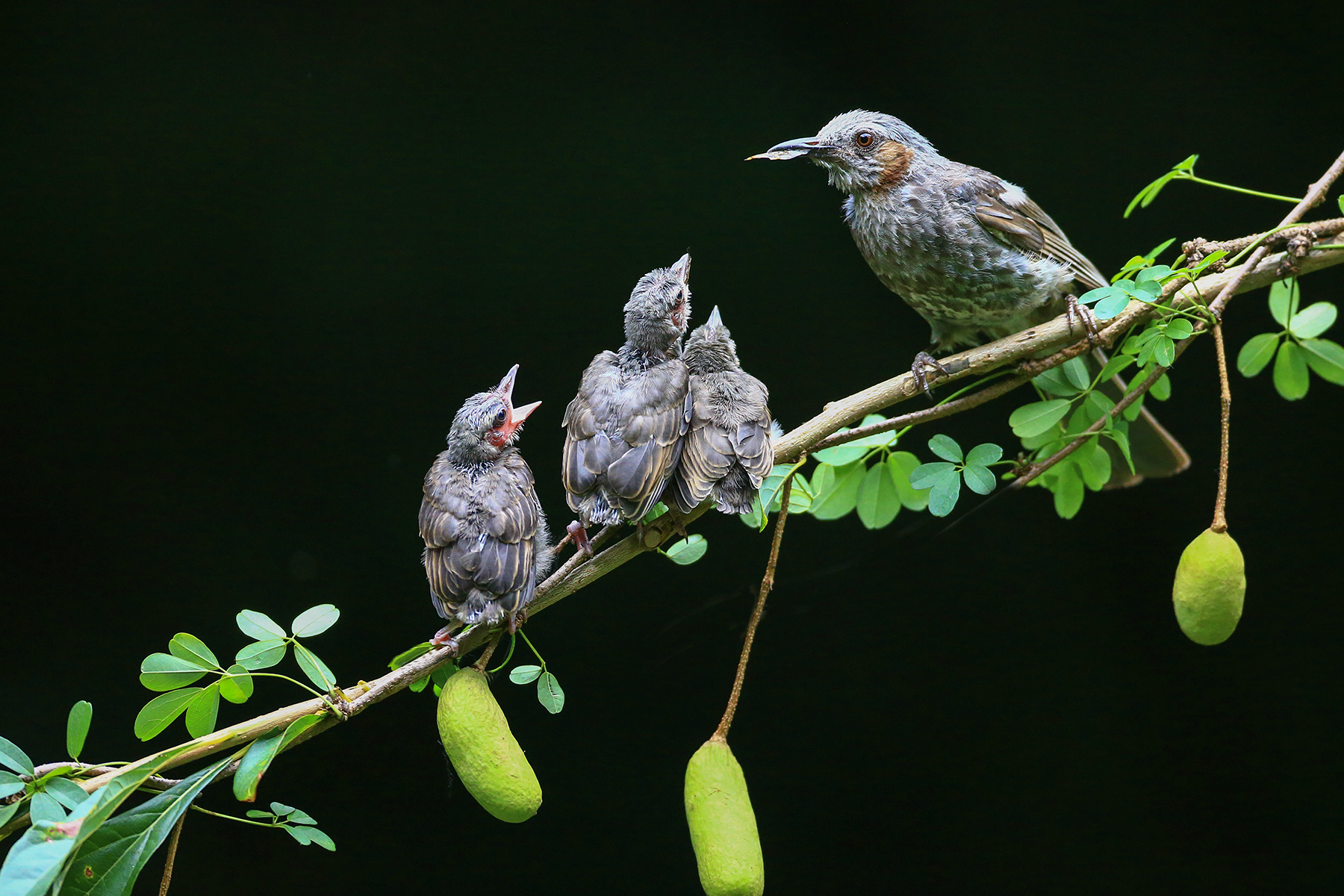 PHOTO BY ChoiJunqSeop | Canon EOS-1D X Mark II | 2024:06:27 16:11:15 | ISO-100 | 1/100 sec | f 7.1 | 300 mm | EV=-0.7 | ● WIDTH:1800 pixels  HEIGHT:1200 pixels