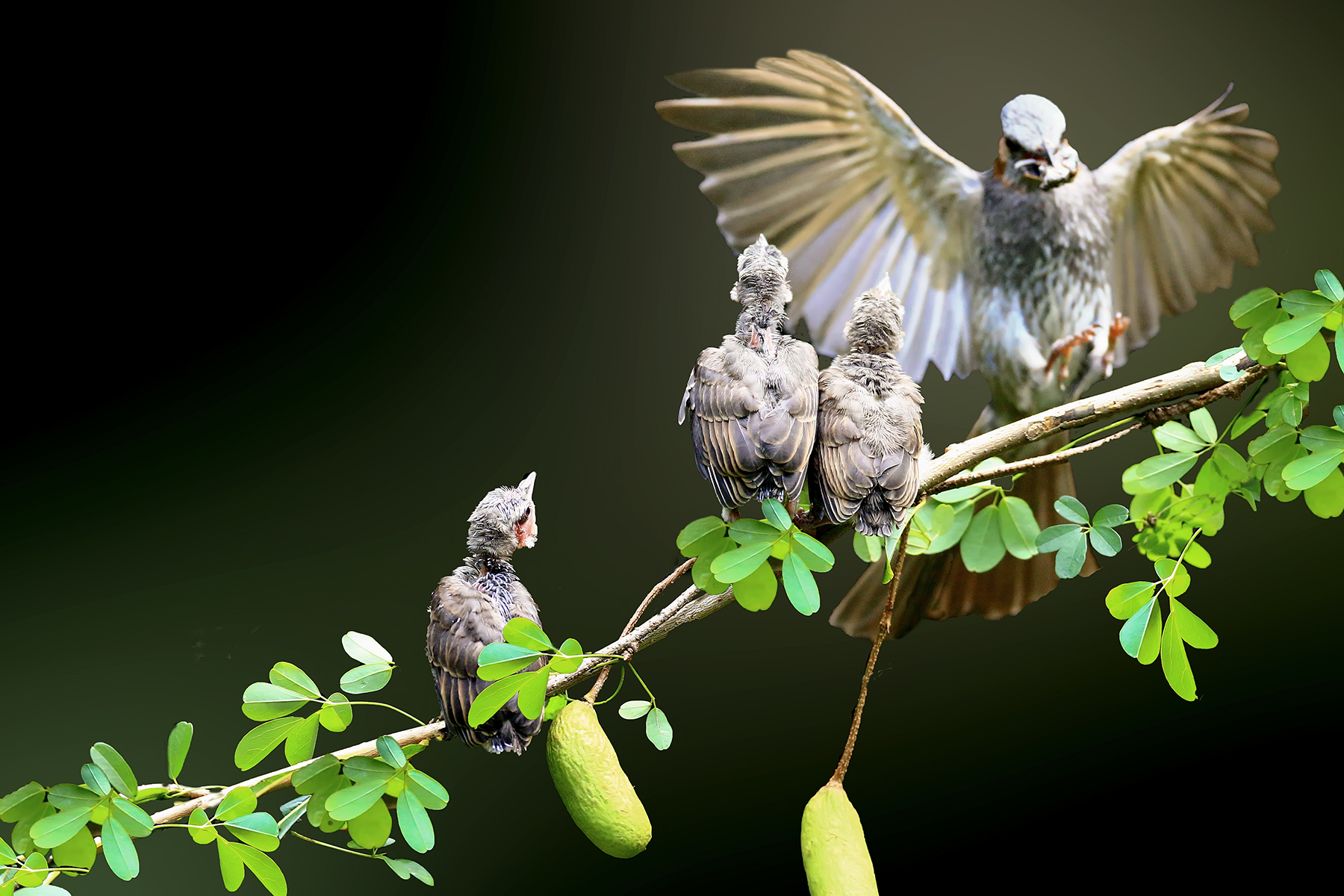 PHOTO BY ChoiJunqSeop | Canon EOS-1D X Mark II | 2024:06:27 16:11:15 | ISO-100 | 1/100 sec | f 7.1 | 300 mm | EV=-0.7 | ● WIDTH:1800 pixels  HEIGHT:1200 pixels