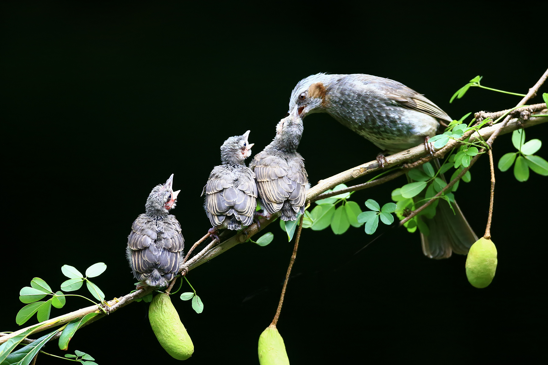 PHOTO BY ChoiJunqSeop | Canon EOS-1D X Mark II | 2024:06:27 16:11:48 | ISO-100 | 1/80 sec | f 7.1 | 300 mm | EV=-0.7 | ● WIDTH:1800 pixels  HEIGHT:1200 pixels