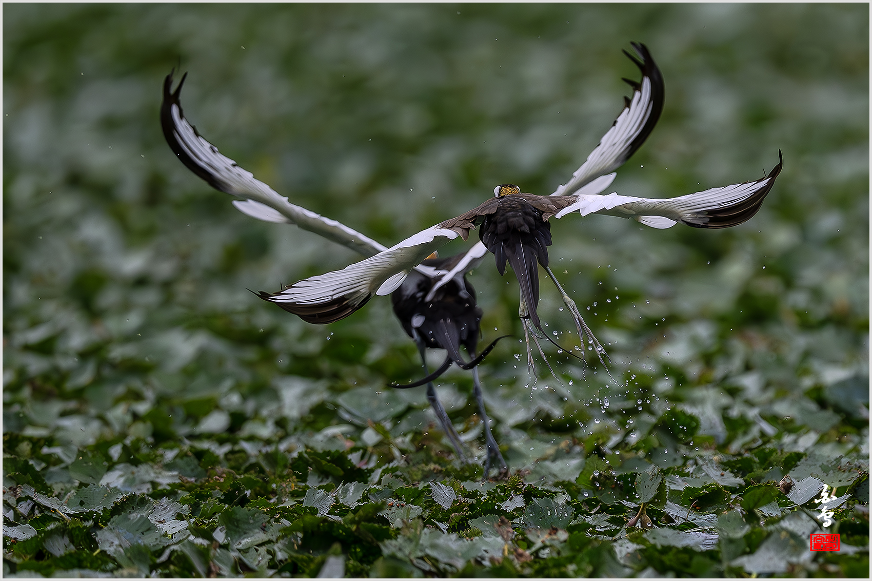 PHOTO BY  | NIKON Z 9 | 2024:06:29 09:41:23 | ISO-1600 | 1/10000 sec | f 5.6 | 840 mm | EV=-1 | ● WIDTH:1700 pixels  HEIGHT:1132 pixels