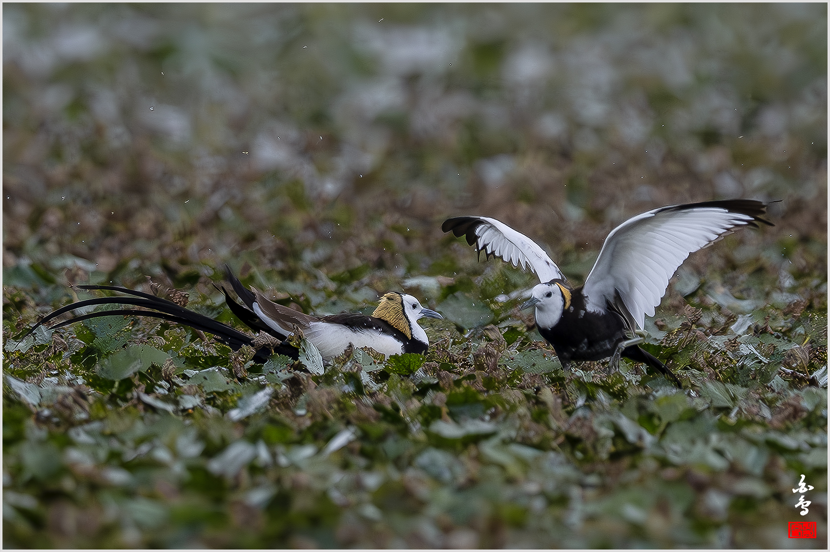 PHOTO BY  | NIKON Z 9 | 2024:06:29 09:20:36 | ISO-1600 | 1/6400 sec | f 5.6 | 840 mm | EV=-1 | ● WIDTH:1700 pixels  HEIGHT:1132 pixels