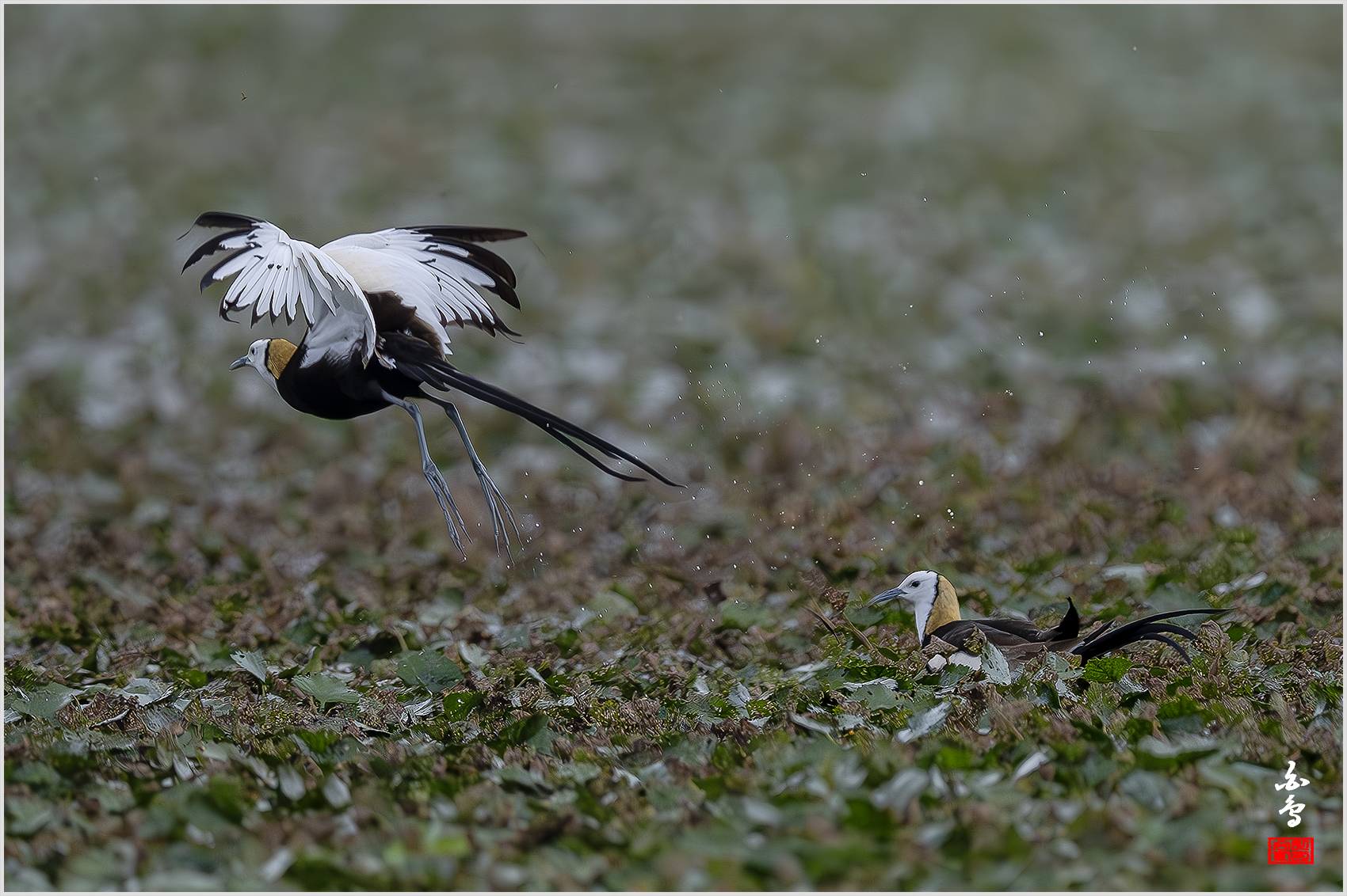 PHOTO BY  | NIKON Z 9 | 2024:06:29 09:20:41 | ISO-1600 | 1/5000 sec | f 5.6 | 840 mm | EV=-1 | ● WIDTH:1700 pixels  HEIGHT:1132 pixels