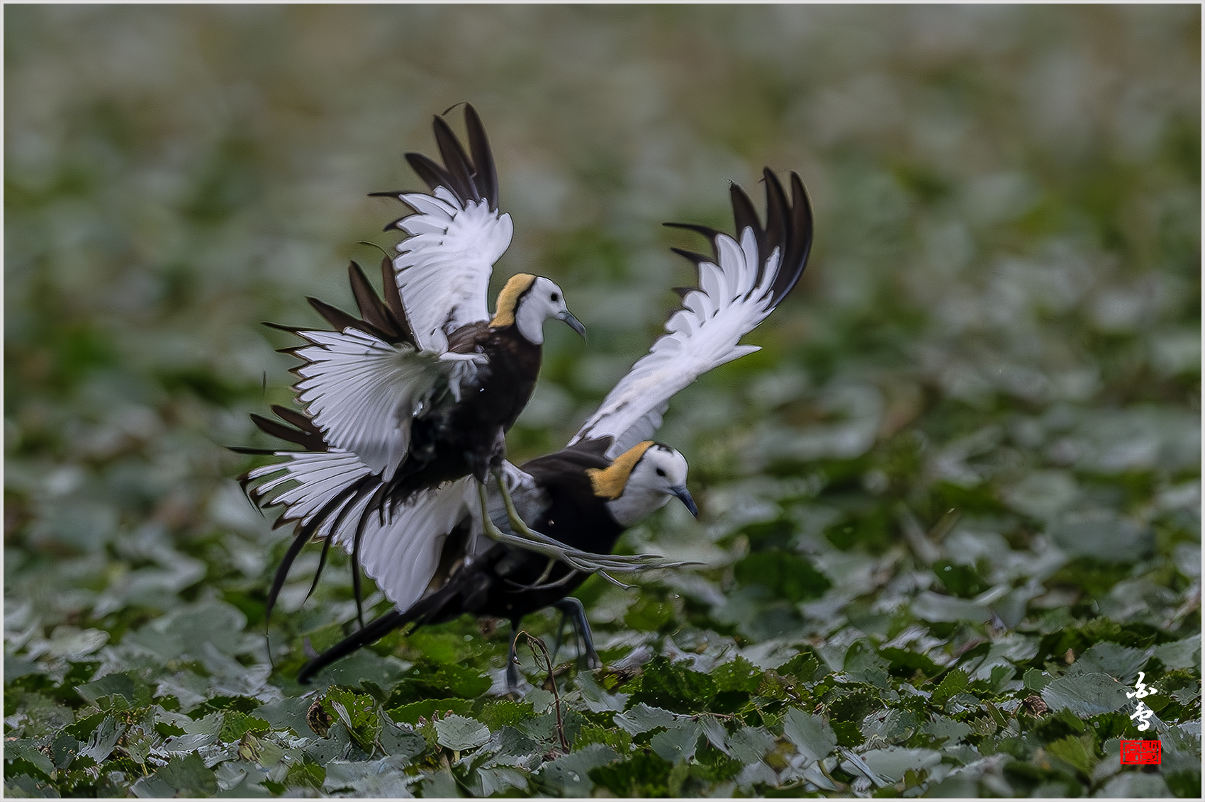 PHOTO BY  | NIKON Z 9 | 2024:06:29 09:38:13 | ISO-1600 | 1/8000 sec | f 5.6 | 840 mm | EV=-1 | ● WIDTH:1700 pixels  HEIGHT:1132 pixels