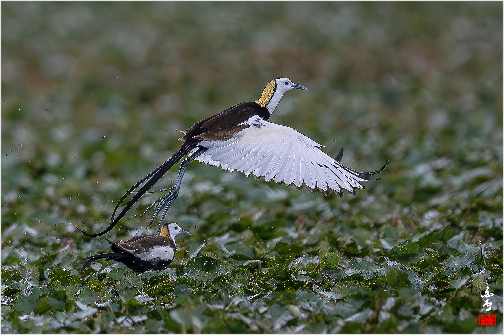 PHOTO BY  | NIKON Z 9 | 2024:06:29 09:29:21 | ISO-1600 | 1/5000 sec | f 5.6 | 840 mm | EV=-1 | ● WIDTH:1700 pixels  HEIGHT:1132 pixels