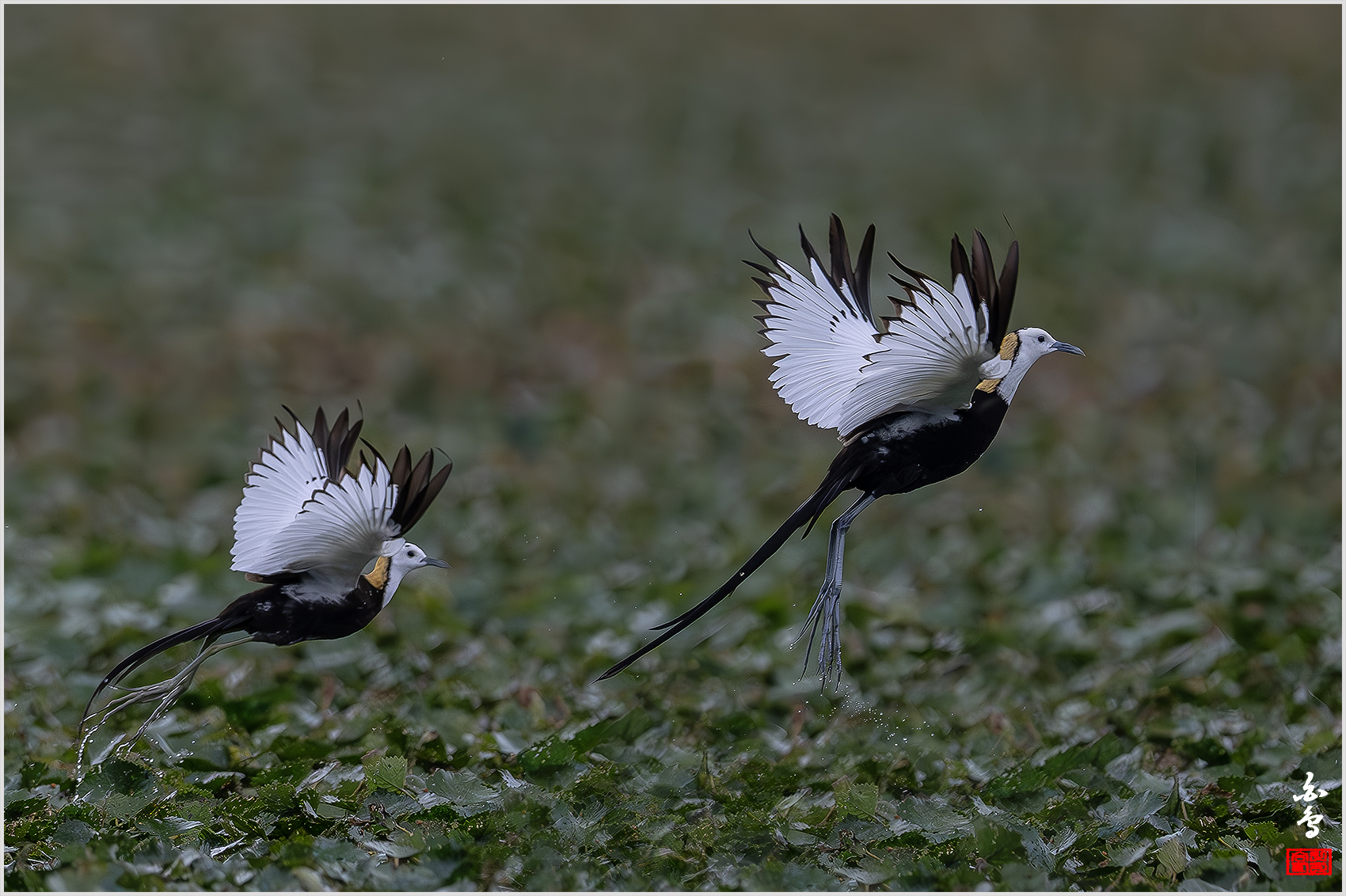 PHOTO BY  | NIKON Z 9 | 2024:06:29 09:29:21 | ISO-1600 | 1/5000 sec | f 5.6 | 840 mm | EV=-1 | ● WIDTH:1700 pixels  HEIGHT:1132 pixels