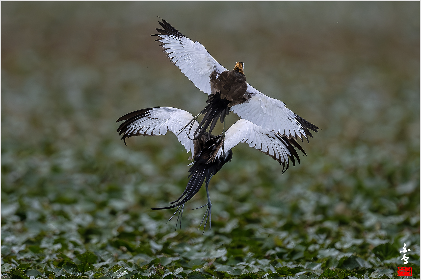 PHOTO BY  | NIKON Z 9 | 2024:06:29 09:39:54 | ISO-1600 | 1/10000 sec | f 5.6 | 840 mm | EV=-1 | ● WIDTH:1700 pixels  HEIGHT:1132 pixels