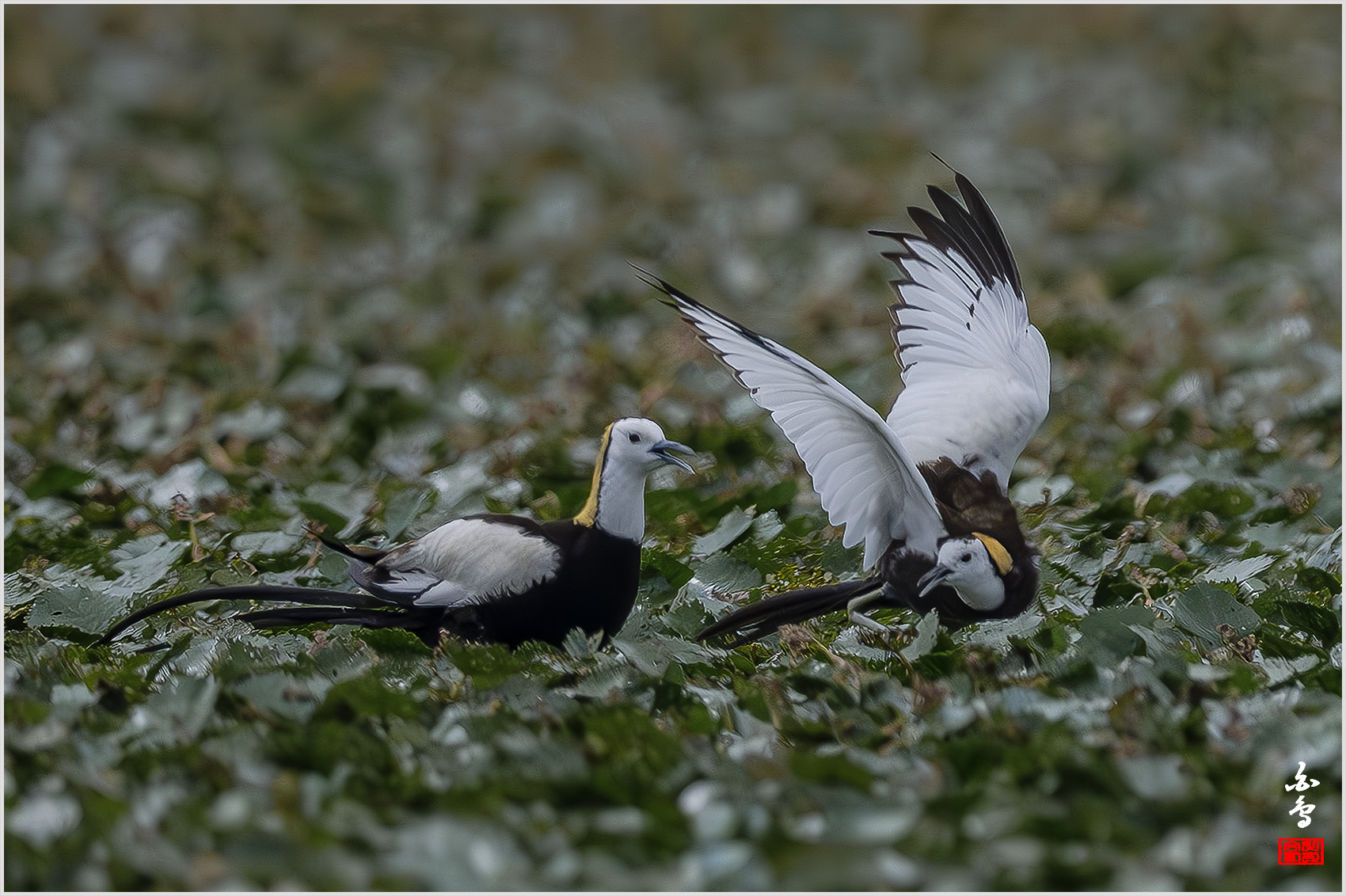 PHOTO BY  | NIKON Z 9 | 2024:06:29 09:43:53 | ISO-1600 | 1/12800 sec | f 5.6 | 840 mm | EV=-1 | ● WIDTH:1700 pixels  HEIGHT:1132 pixels