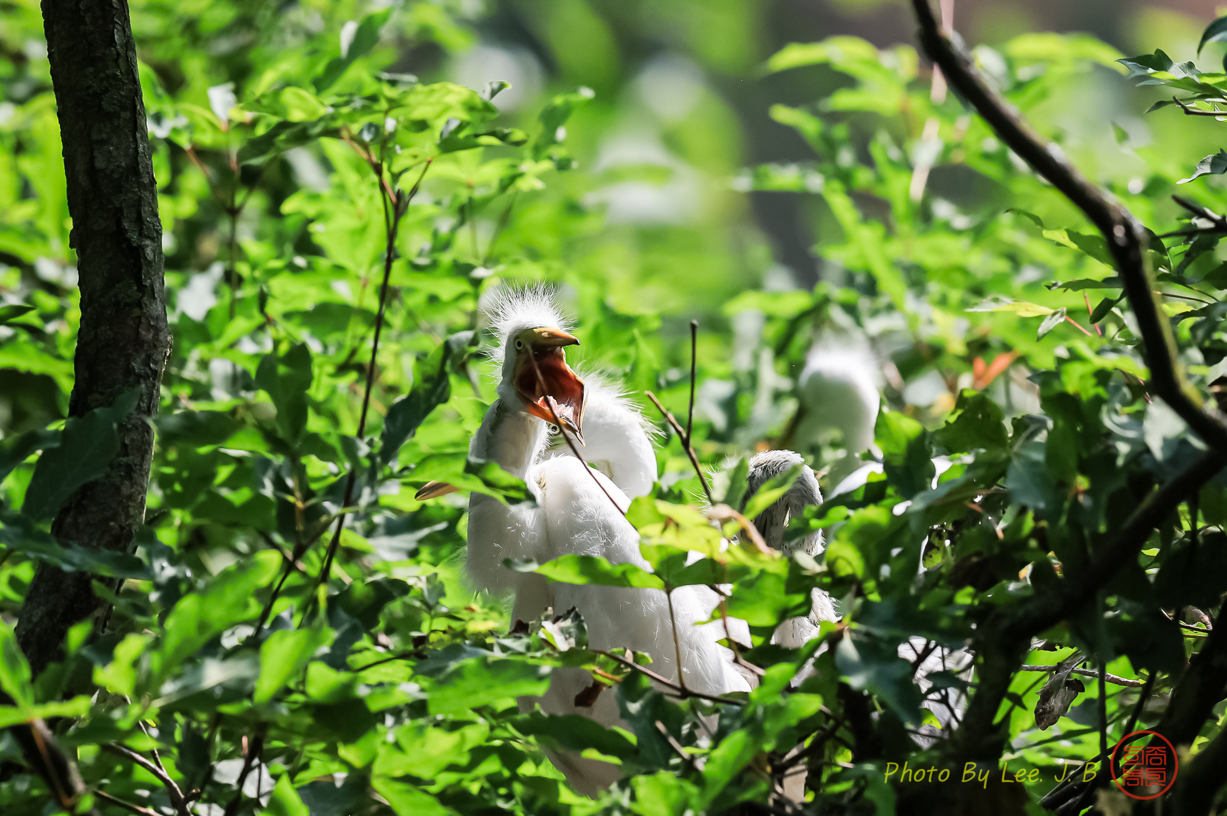 PHOTO BY  | Canon EOS R3 | 2024:06:16 09:09:05 | ISO-1000 | 1/2500 sec | f 8 | 600 mm | EV=0 | ● WIDTH:2402 pixels  HEIGHT:1598 pixels