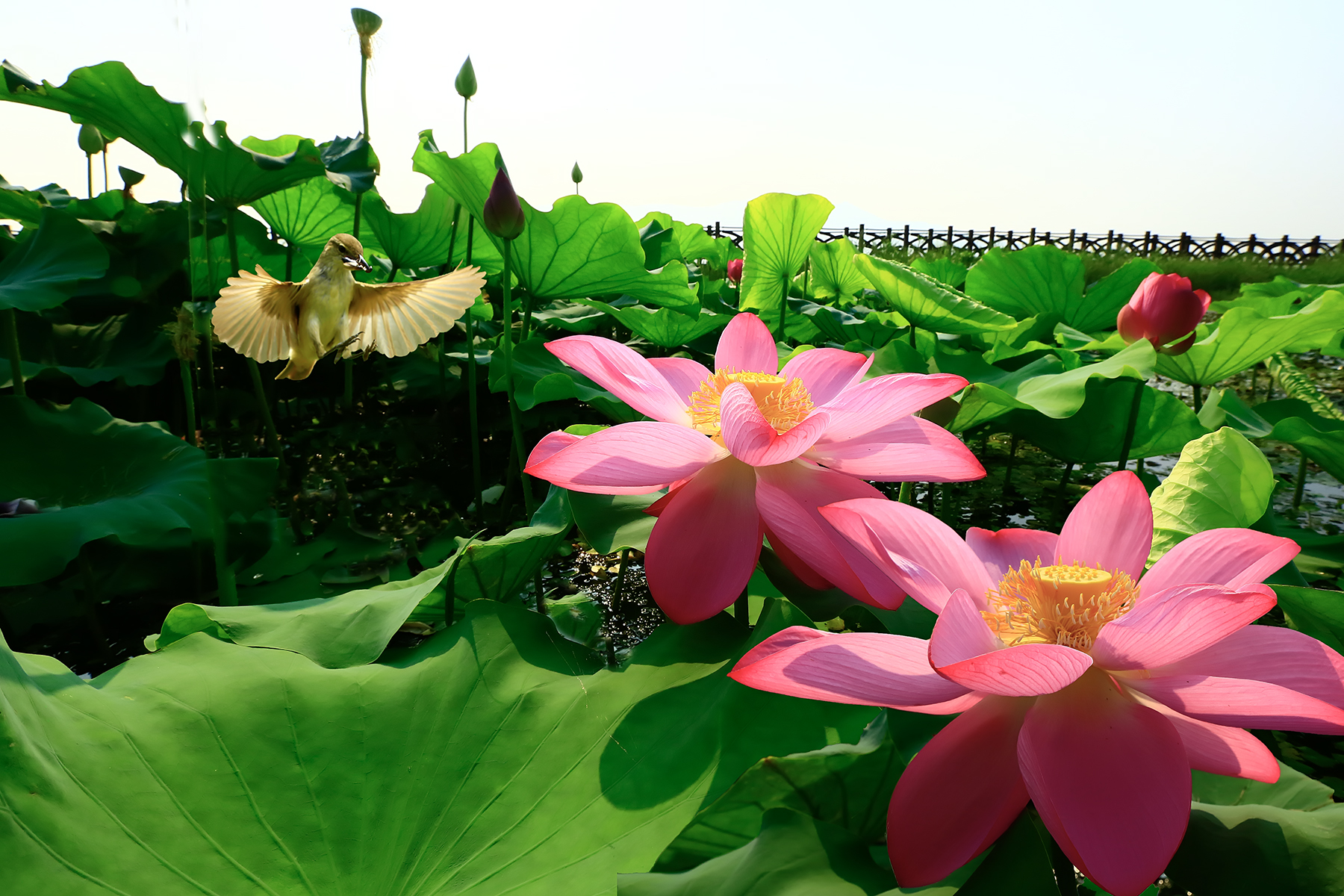 PHOTO BY ChoiJunqSeop | Canon EOS-1D X Mark II | 2024:06:27 16:12:22 | ISO-100 | 1/80 sec | f 7.1 | 300 mm | EV=-0.7 | ● WIDTH:1800 pixels  HEIGHT:1200 pixels