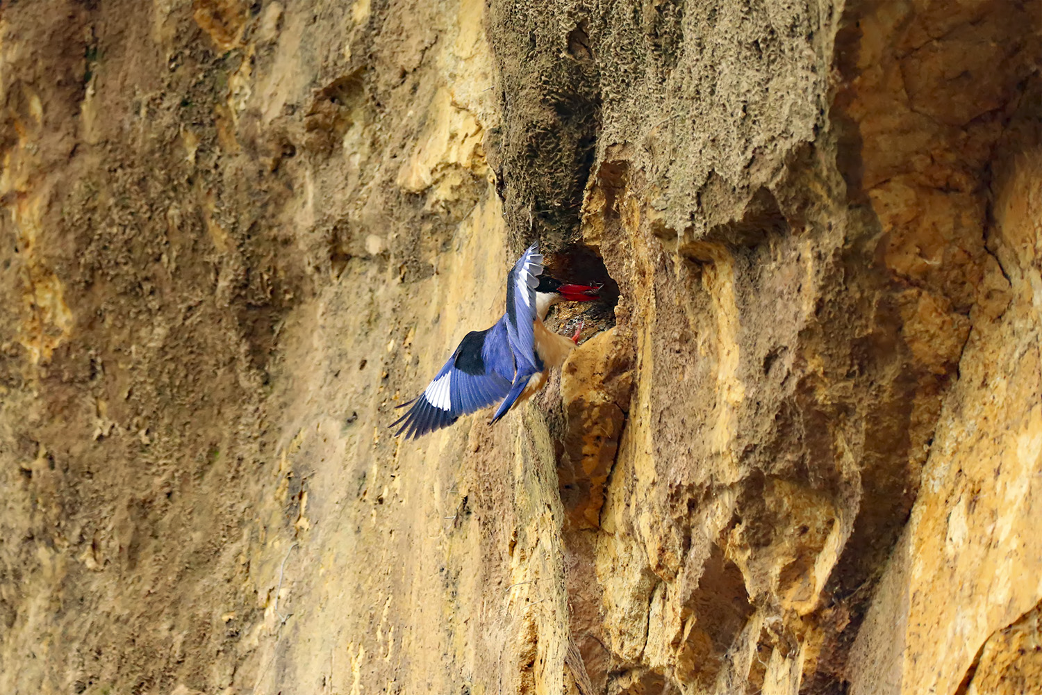 PHOTO BY KIMJINSU | Canon EOS-1D X | 2024:07:01 16:52:54 | ISO-10000 | 1/4000 sec | f 6.3 | 313 mm | EV=0 | ● WIDTH:1500 pixels  HEIGHT:1000 pixels