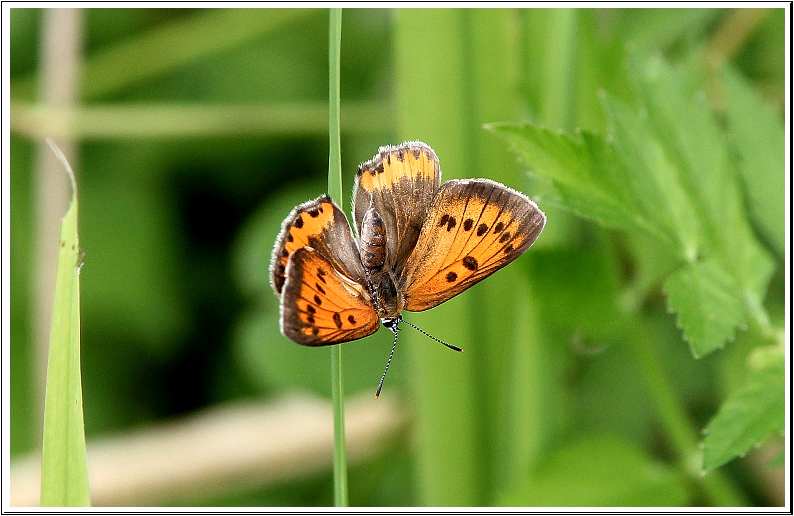 PHOTO BY  | Canon EOS 60D | 2024:07:03 09:39:03 | ISO-500 | 1/800 sec | f 5 | 200 mm | EV=0.3 | ● WIDTH:5184 pixels  HEIGHT:3456 pixels