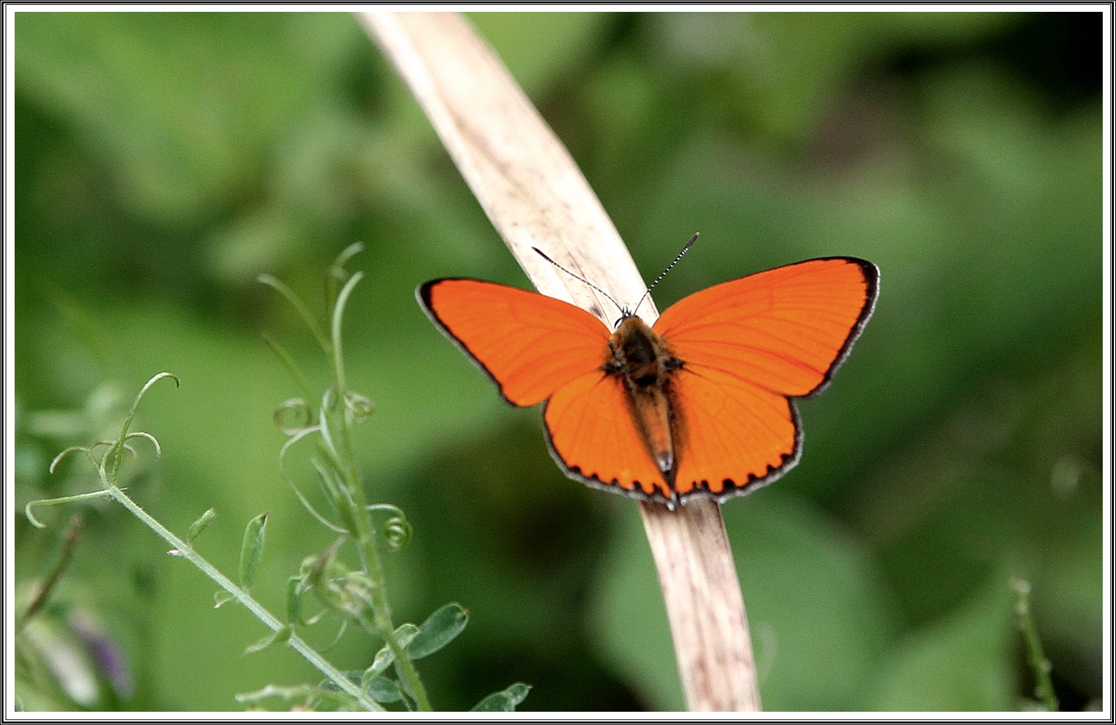 PHOTO BY  | Canon EOS 60D | 2024:07:03 09:44:01 | ISO-500 | 1/1000 sec | f 5 | 200 mm | EV=0.3 | ● WIDTH:5184 pixels  HEIGHT:3456 pixels