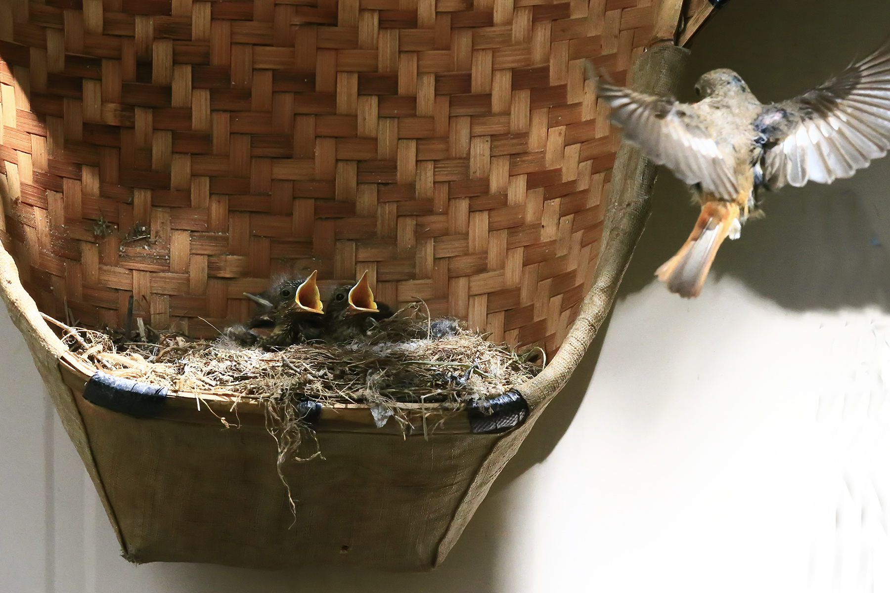 PHOTO BY ChoiJunqSeop | Canon EOS-1D X Mark II | 2024:06:27 16:12:25 | ISO-100 | 1/60 sec | f 7.1 | 300 mm | EV=-0.7 | ● WIDTH:1800 pixels  HEIGHT:1200 pixels