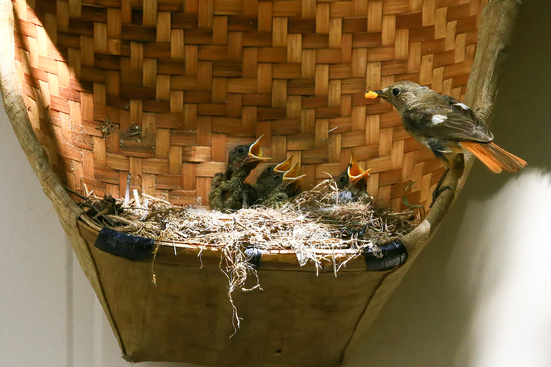 PHOTO BY ChoiJunqSeop | Canon EOS-1D X Mark II | 2024:06:27 16:12:52 | ISO-100 | 1/60 sec | f 7.1 | 300 mm | EV=-0.7 | ● WIDTH:1800 pixels  HEIGHT:1200 pixels