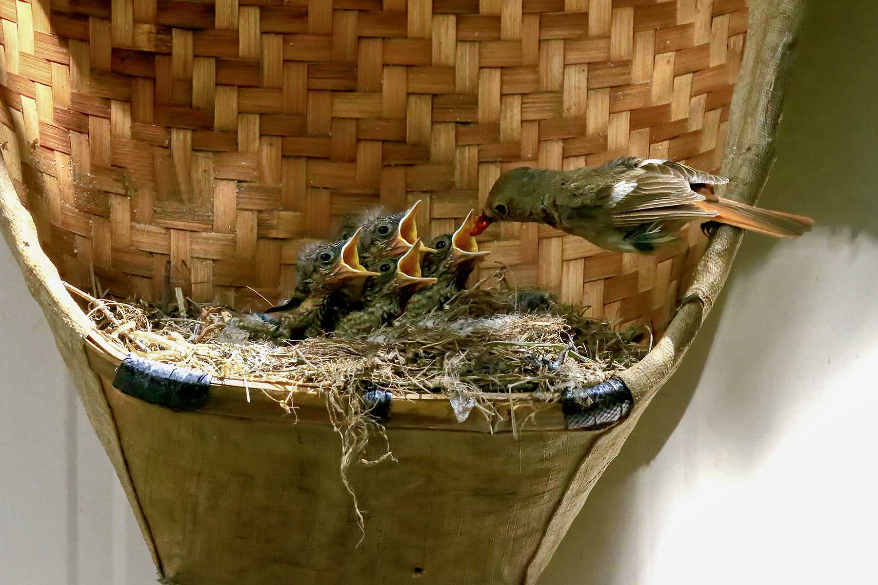 PHOTO BY ChoiJunqSeop | Canon EOS-1D X Mark II | 2024:06:27 16:12:51 | ISO-100 | 1/50 sec | f 7.1 | 300 mm | EV=-0.7 | ● WIDTH:1800 pixels  HEIGHT:1200 pixels