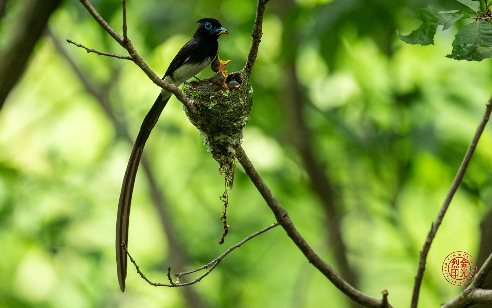 PHOTO BY KKY_CWANG_YEOL | NIKON Z 8 | 2024:07:03 12:35:34 | ISO-2500 | 1/250 sec | f 6.3 | 600 mm | EV=1 | ● WIDTH:1700 pixels  HEIGHT:1063 pixels