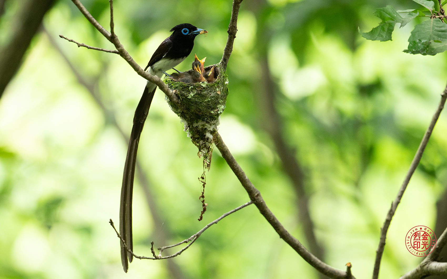 PHOTO BY KKY_CWANG_YEOL | NIKON Z 8 | 2024:07:03 12:35:37 | ISO-2500 | 1/200 sec | f 6.3 | 600 mm | EV=1 | ● WIDTH:1700 pixels  HEIGHT:1063 pixels