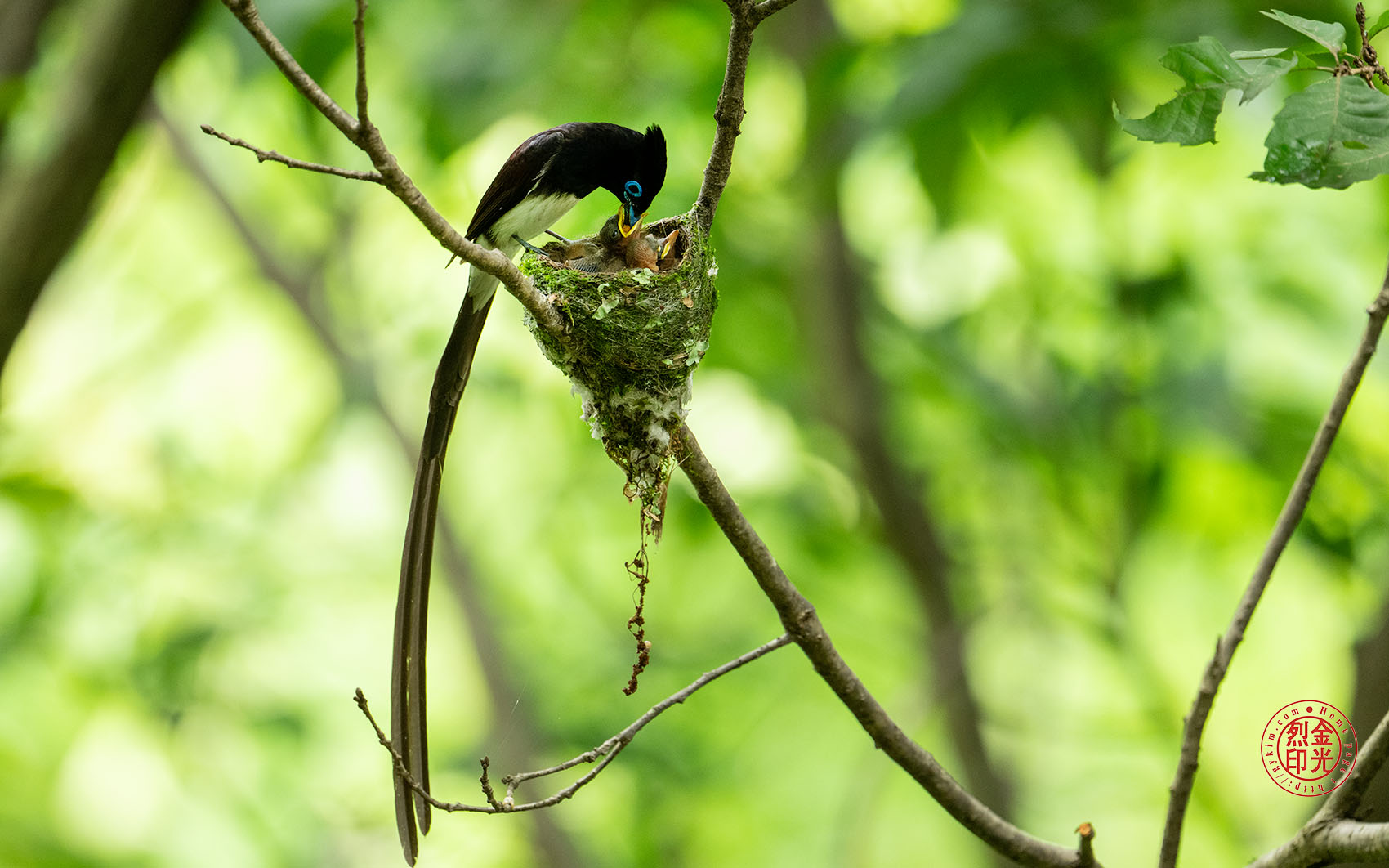 PHOTO BY KKY_CWANG_YEOL | NIKON Z 8 | 2024:07:03 12:35:43 | ISO-2500 | 1/160 sec | f 6.3 | 600 mm | EV=1 | ● WIDTH:1700 pixels  HEIGHT:1062 pixels