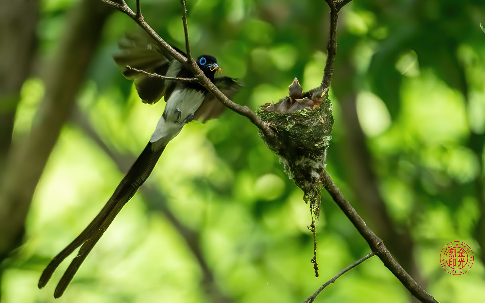 PHOTO BY KKY_CWANG_YEOL | NIKON Z 8 | 2024:07:03 14:07:51 | ISO-5000 | 1/800 sec | f 6.3 | 600 mm | EV=0.7 | ● WIDTH:1700 pixels  HEIGHT:1063 pixels