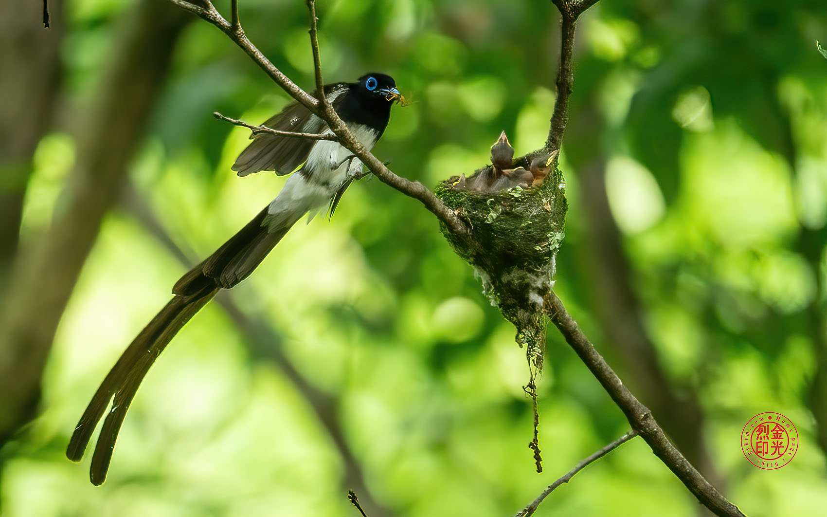 PHOTO BY KKY_CWANG_YEOL | NIKON Z 8 | 2024:07:03 14:07:51 | ISO-5000 | 1/800 sec | f 6.3 | 600 mm | EV=0.7 | ● WIDTH:1700 pixels  HEIGHT:1062 pixels