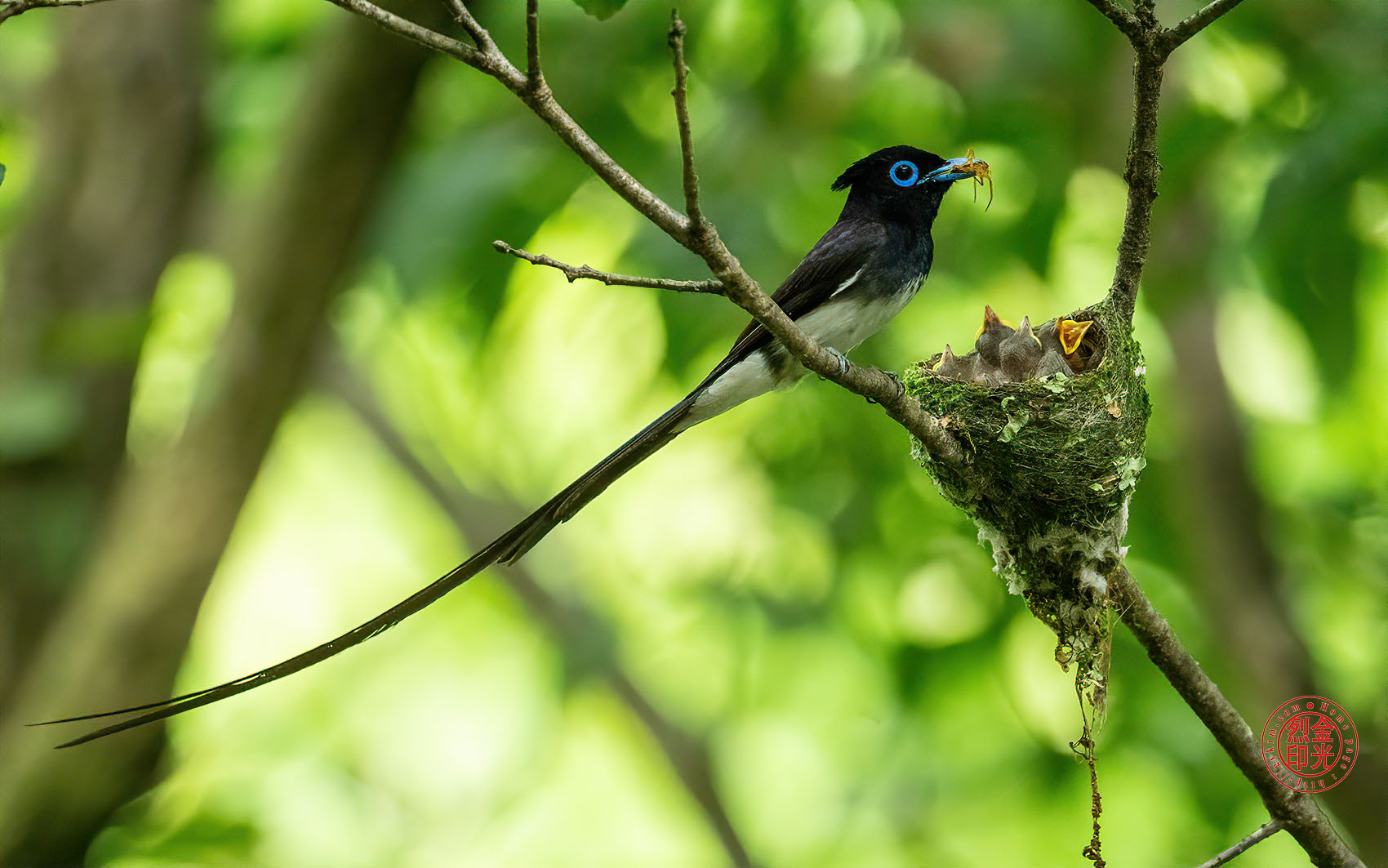 PHOTO BY KKY_CWANG_YEOL | NIKON Z 8 | 2024:07:03 14:10:08 | ISO-5000 | 1/640 sec | f 6.3 | 600 mm | EV=0.7 | ● WIDTH:1700 pixels  HEIGHT:1063 pixels