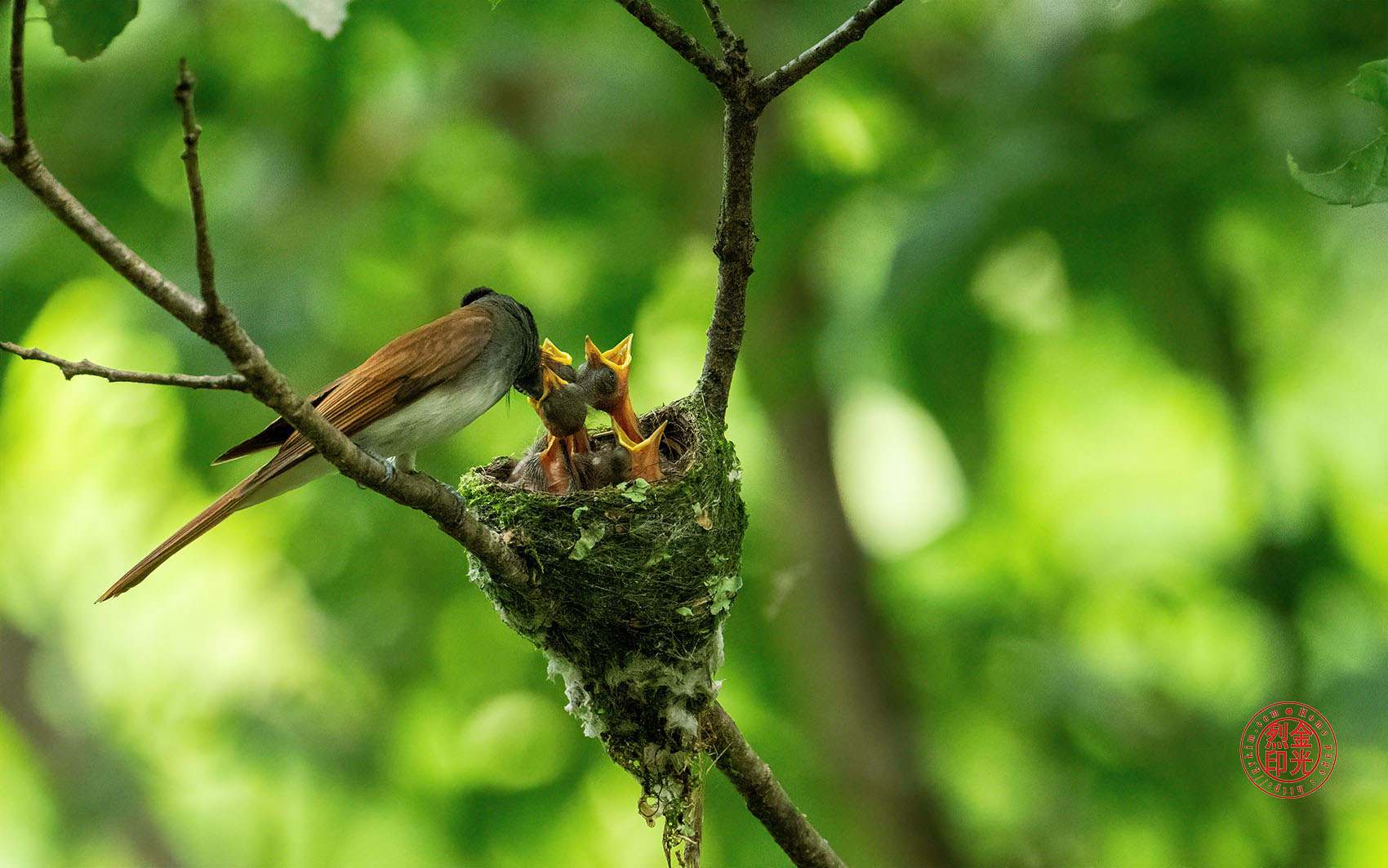 PHOTO BY KKY_CWANG_YEOL | NIKON Z 8 | 2024:07:03 13:55:25 | ISO-5000 | 1/400 sec | f 6.3 | 600 mm | EV=0.7 | ● WIDTH:1700 pixels  HEIGHT:1063 pixels