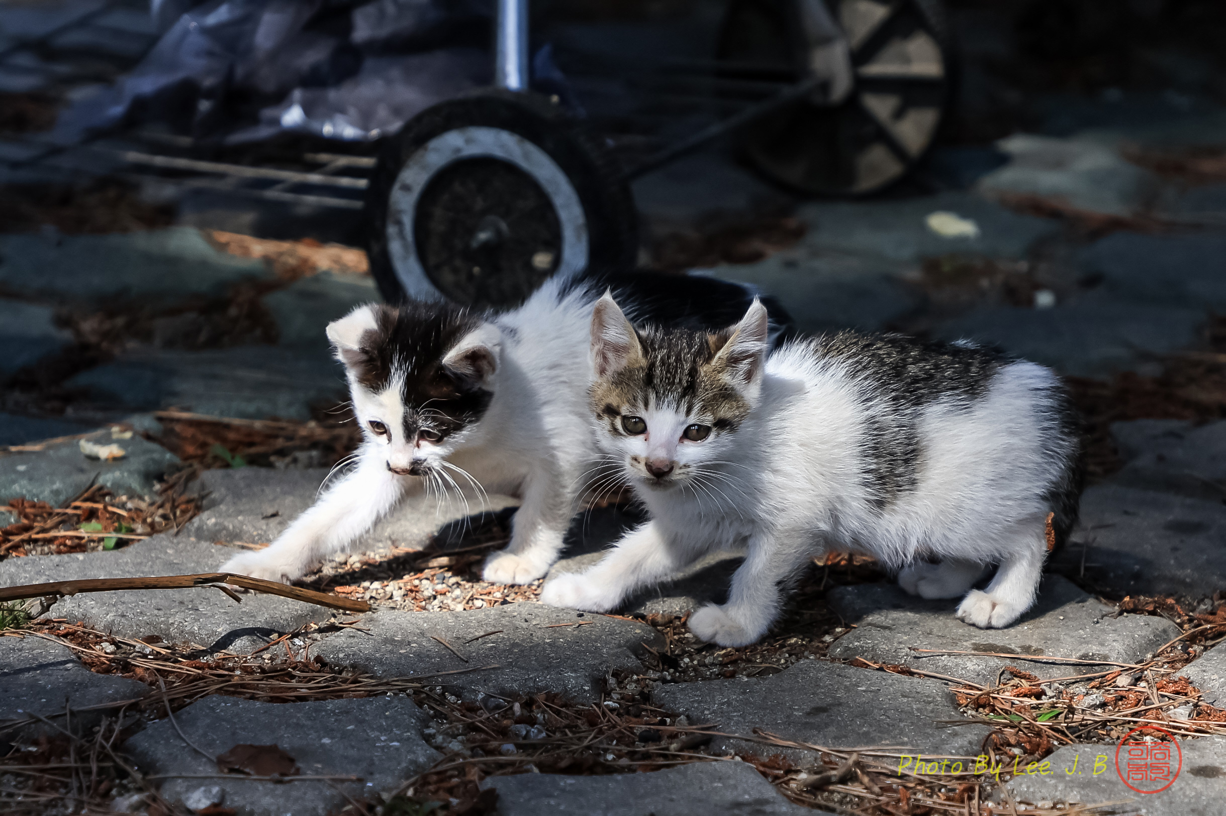 PHOTO BY  | Canon EOS R3 | 2024:06:17 09:21:55 | ISO-400 | 1/2000 sec | f 4 | 105 mm | EV=-0.7 | ● WIDTH:2439 pixels  HEIGHT:1625 pixels