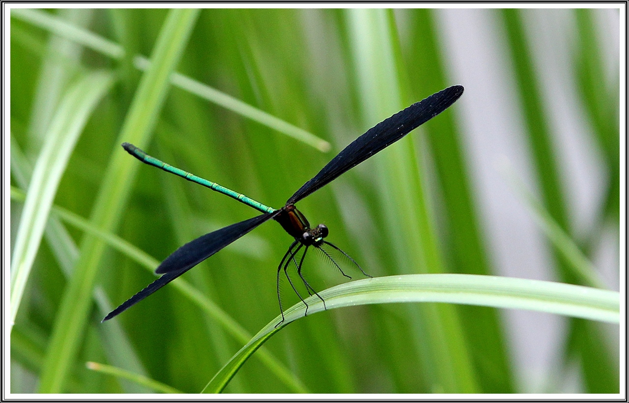 PHOTO BY  | Canon EOS 60D | 2024:07:03 10:01:34 | ISO-500 | 1/640 sec | f 4.5 | 180 mm | EV=0.3 | ● WIDTH:5184 pixels  HEIGHT:3456 pixels