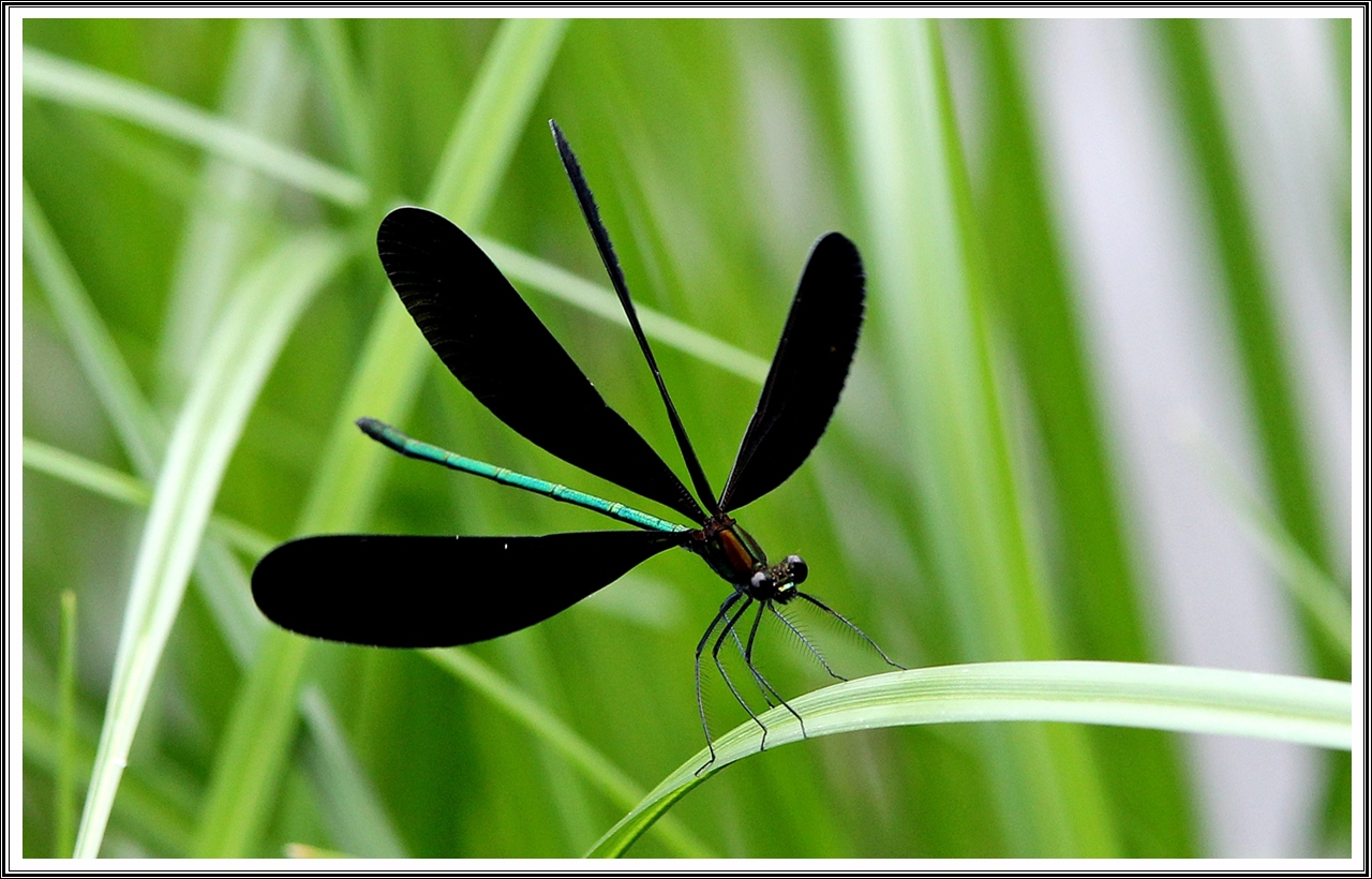 PHOTO BY  | Canon EOS 60D | 2024:07:03 10:01:34 | ISO-500 | 1/640 sec | f 4.5 | 180 mm | EV=0.3 | ● WIDTH:5184 pixels  HEIGHT:3456 pixels