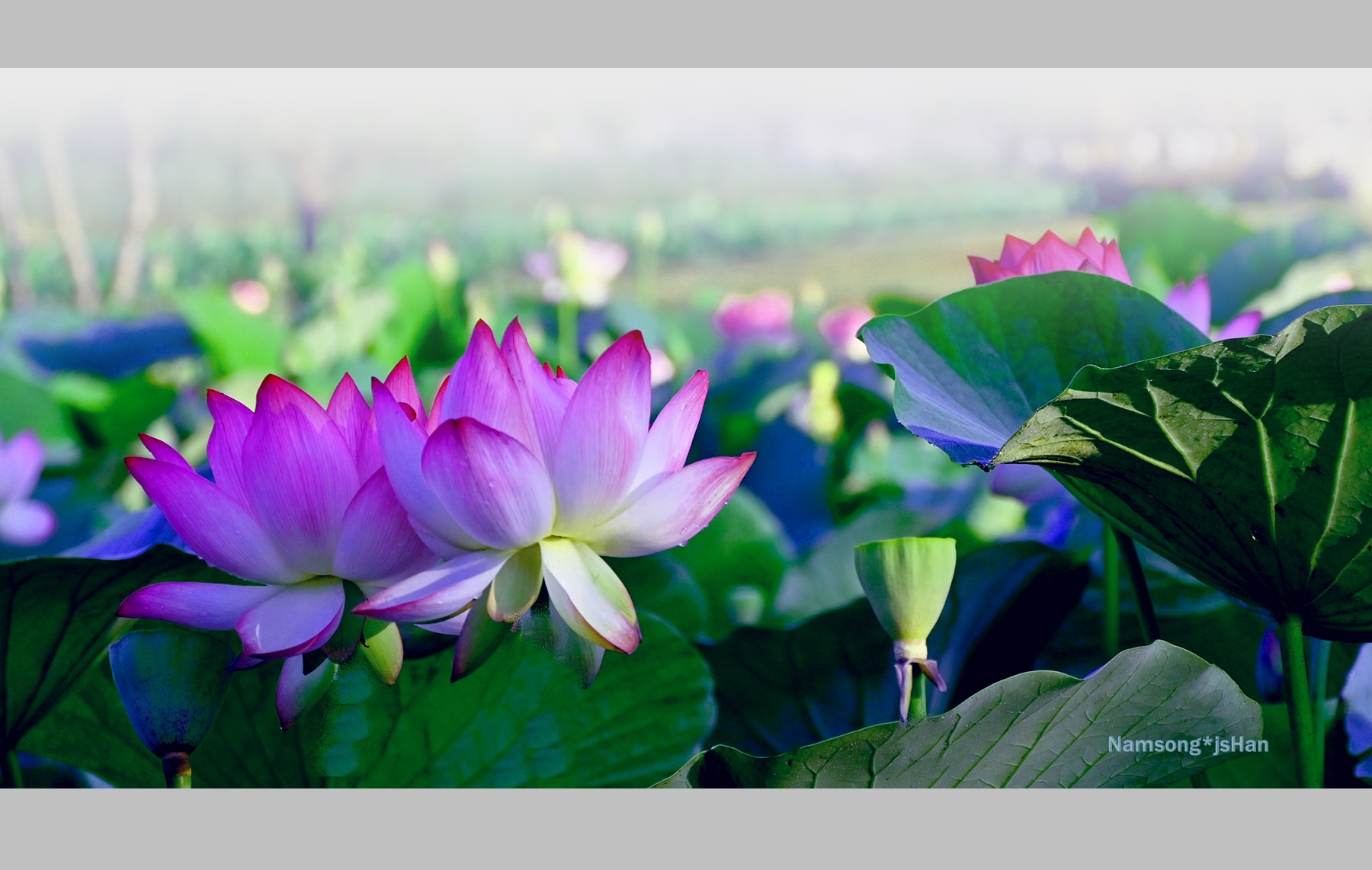 PHOTO BY HAN_JONGSOO | NIKON Z fc | 2024:06:28 06:22:48 | ISO-200 | 1/800 sec | f 5.3 | 76 mm | EV=0 | ● WIDTH:1800 pixels  HEIGHT:946 pixels