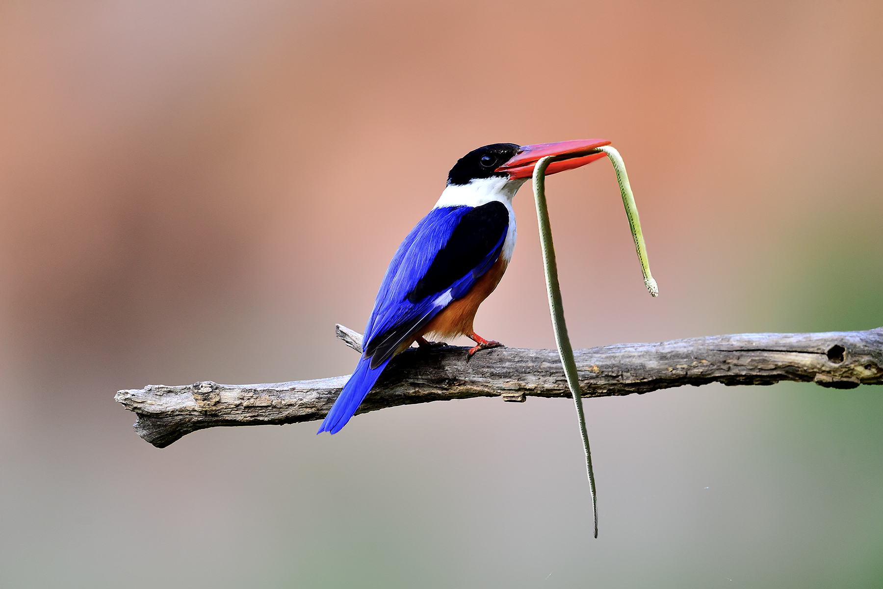 PHOTO BY ChoiJunqSeop | Canon EOS-1D X Mark II | 2024:06:27 16:13:36 | ISO-100 | 1/80 sec | f 7.1 | 300 mm | EV=-0.7 | ● WIDTH:1800 pixels  HEIGHT:1200 pixels