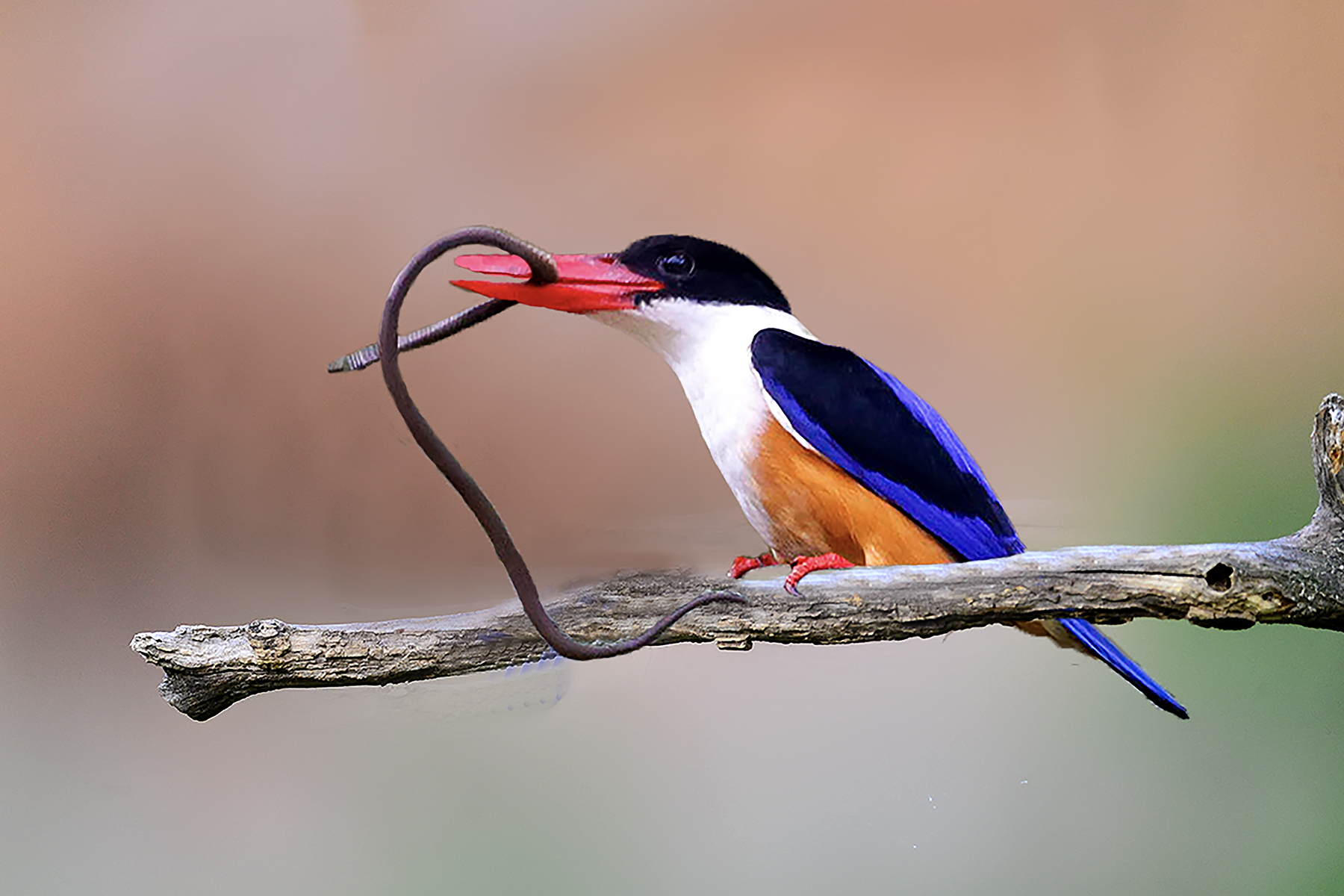 PHOTO BY ChoiJunqSeop | Canon EOS-1D X Mark II | 2024:06:27 16:13:37 | ISO-100 | 1/80 sec | f 7.1 | 300 mm | EV=-0.7 | ● WIDTH:1800 pixels  HEIGHT:1200 pixels