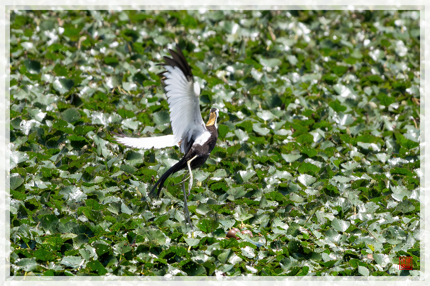 PHOTO BY  | NIKON Z 9 | 2024:07:04 13:06:42 | ISO-1600 | 1/1250 sec | f 14 | 840 mm | EV=-0.3 | ● WIDTH:1500 pixels  HEIGHT:999 pixels