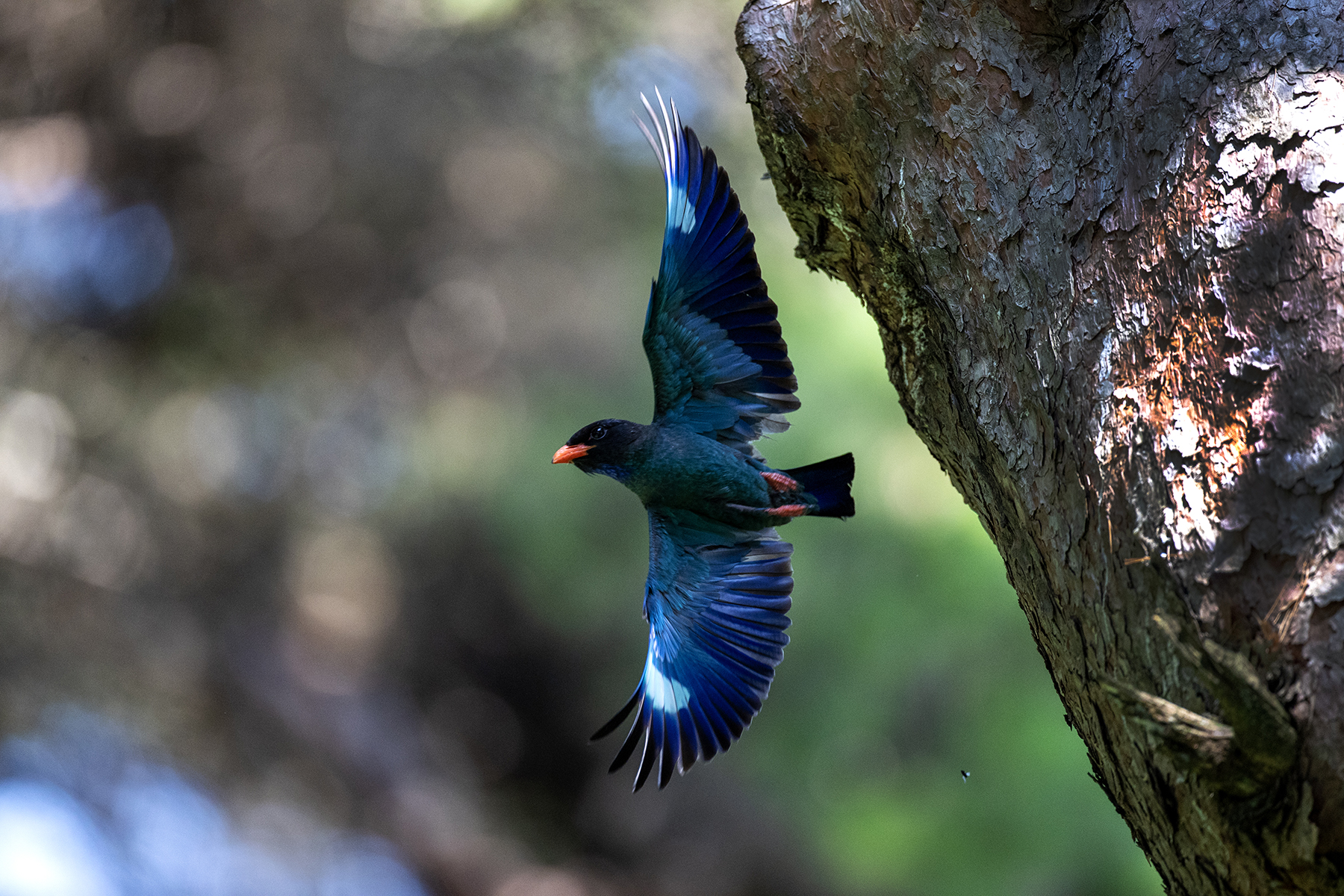 PHOTO BY changickheun | Canon EOS-1D X Mark III | 2024:07:04 11:18:01 | ISO-3200 | 1/1600 sec | f 4 | 600 mm | EV=0 | ● WIDTH:1800 pixels  HEIGHT:1200 pixels