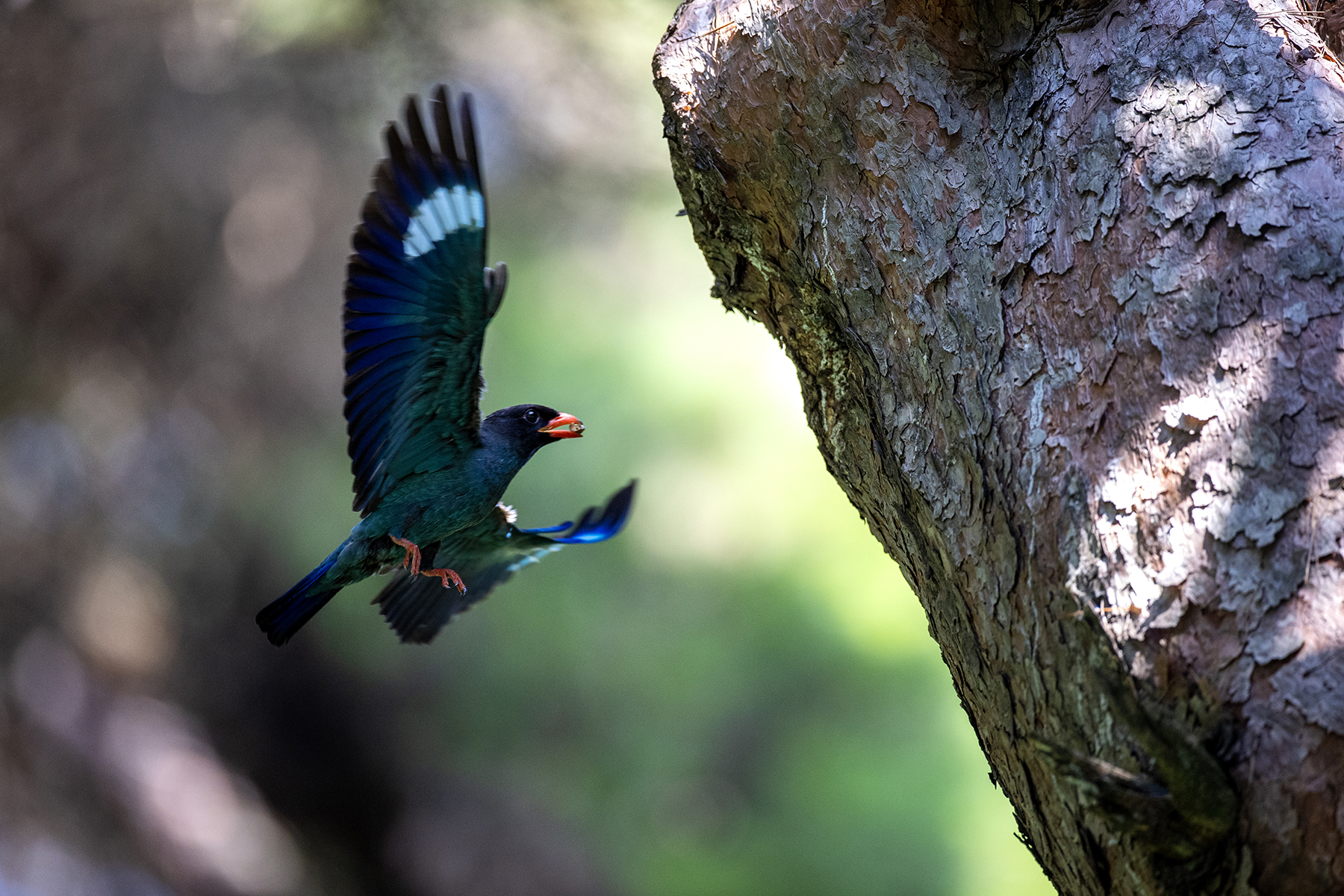 PHOTO BY changickheun | Canon EOS-1D X Mark III | 2024:07:04 10:57:36 | ISO-3200 | 1/1250 sec | f 4 | 600 mm | EV=0 | ● WIDTH:1800 pixels  HEIGHT:1200 pixels